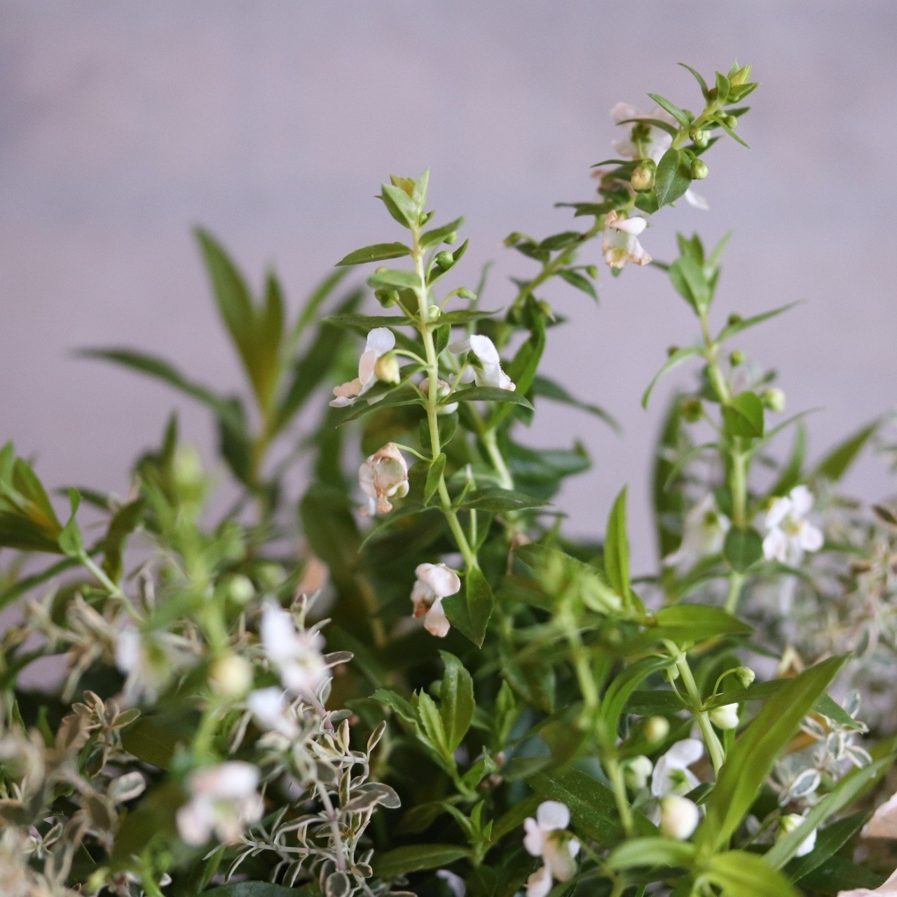 寄せ植え　ペチュニアロイヤルミルクティの寄せ植え｜届いてすぐ飾れる完成品｜玄関にオススメ｜新築・開店祝いギフト｜モンディマンシェ