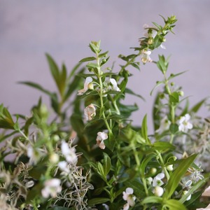 寄せ植え　ペチュニアロイヤルミルクティの寄せ植え｜届いてすぐ飾れる完成品｜玄関にオススメ｜新築・開店祝いギフト｜モンディマンシェ