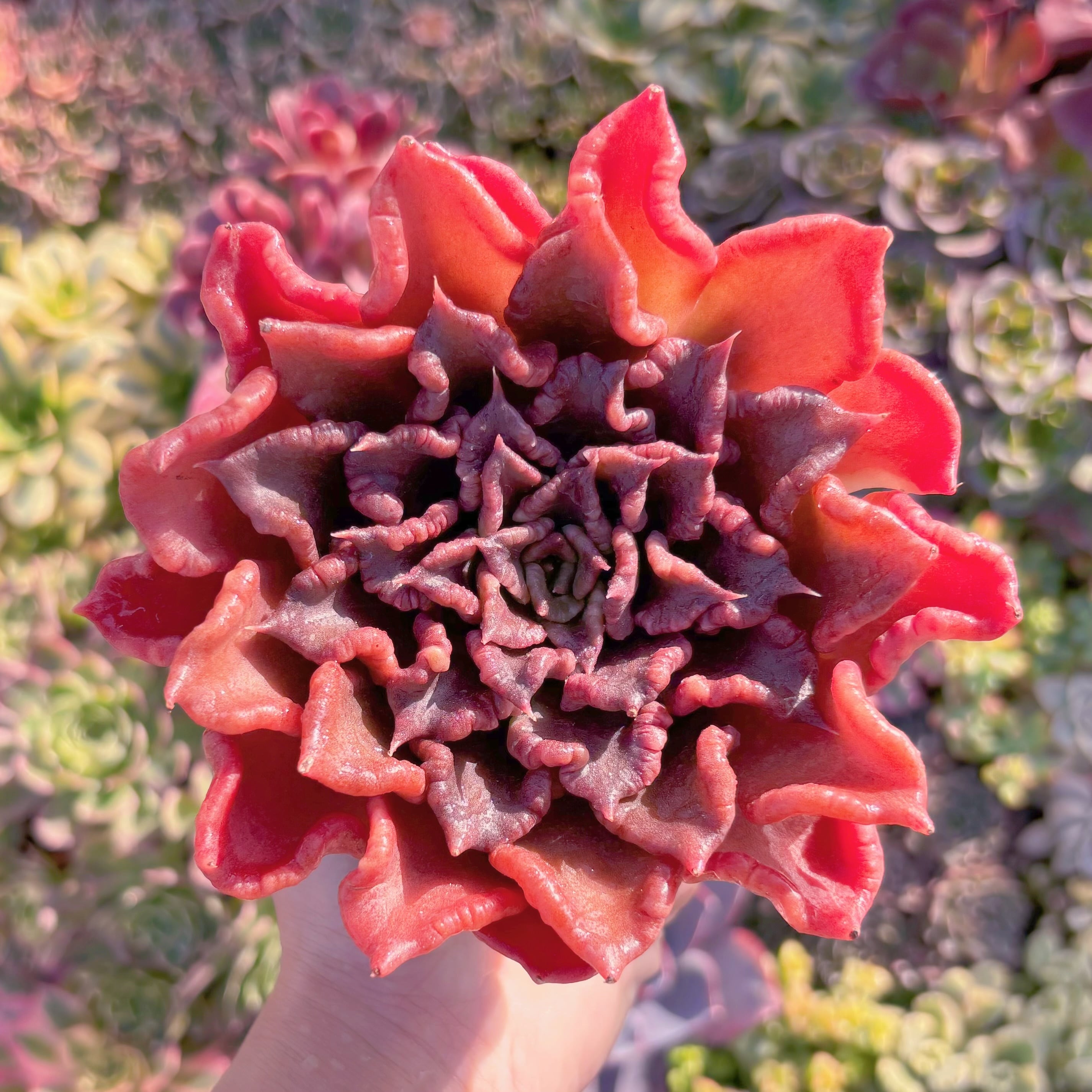 現品　レッドマディバ#M100　大苗　新入荷　るる農園