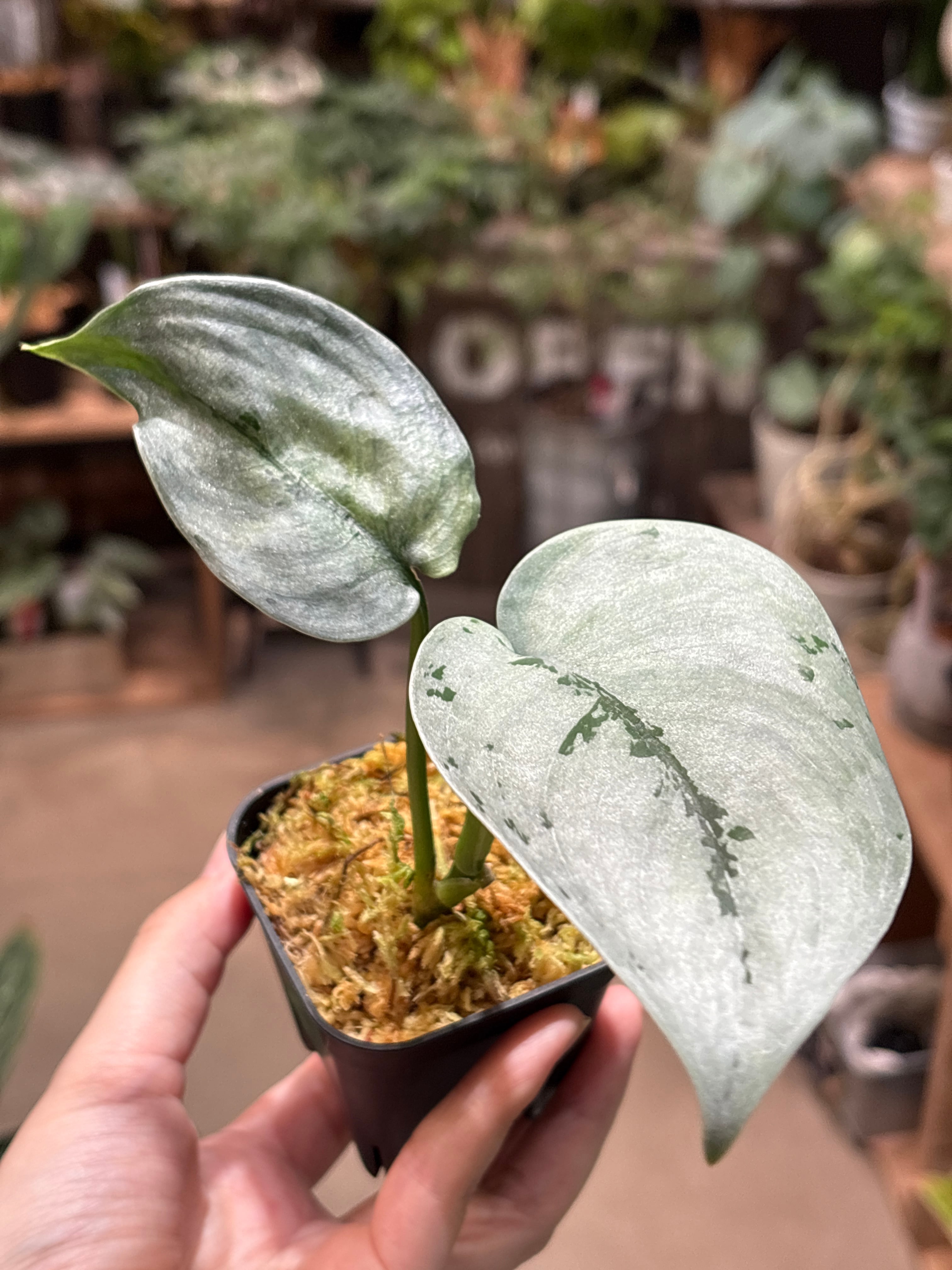 S200 スキンダプサス ブラック ドラゴン | MIDORIYA 観葉植物専門店