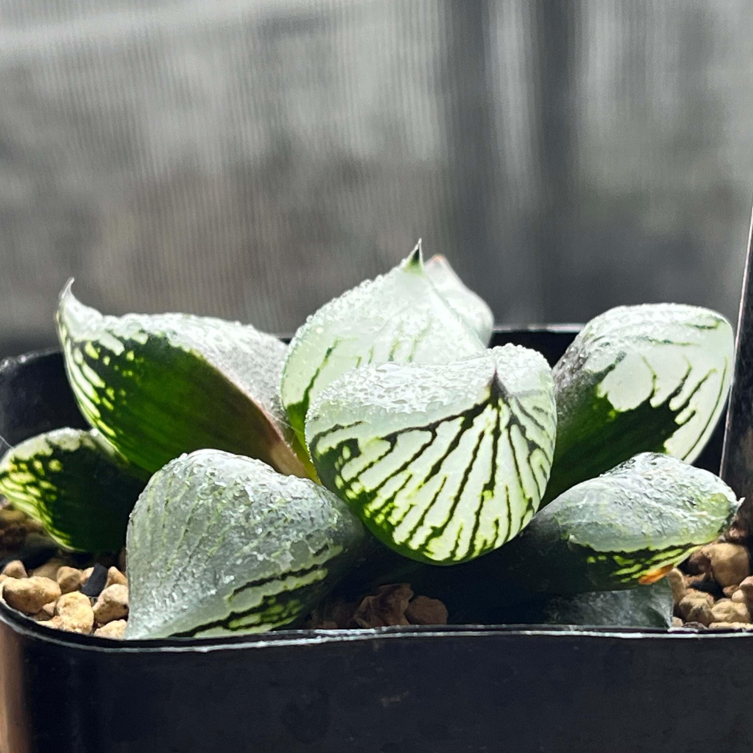 ハオルチア ブルコン般若 | mocono_plants