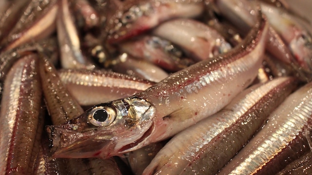 完全手造り！高鮮・蒲郡ニギスのツミレ