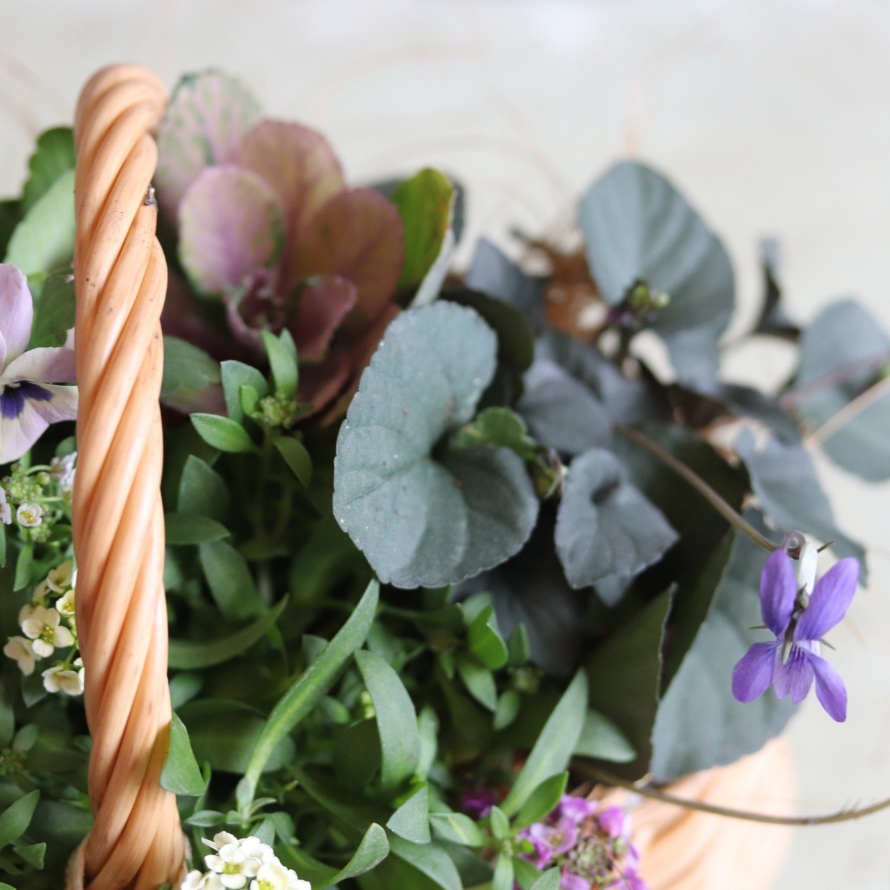 冬から春に楽しむ寄せ植え　ビオラトルニーとシックカラーのハボタンのバスケットの寄せ植え　お正月にオススメ　届いてすぐ玄関に飾れる 　プレゼントにもオススメ　