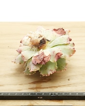 水耕管理苗 ブルーフォックス Echeveria 'Blue Fox'