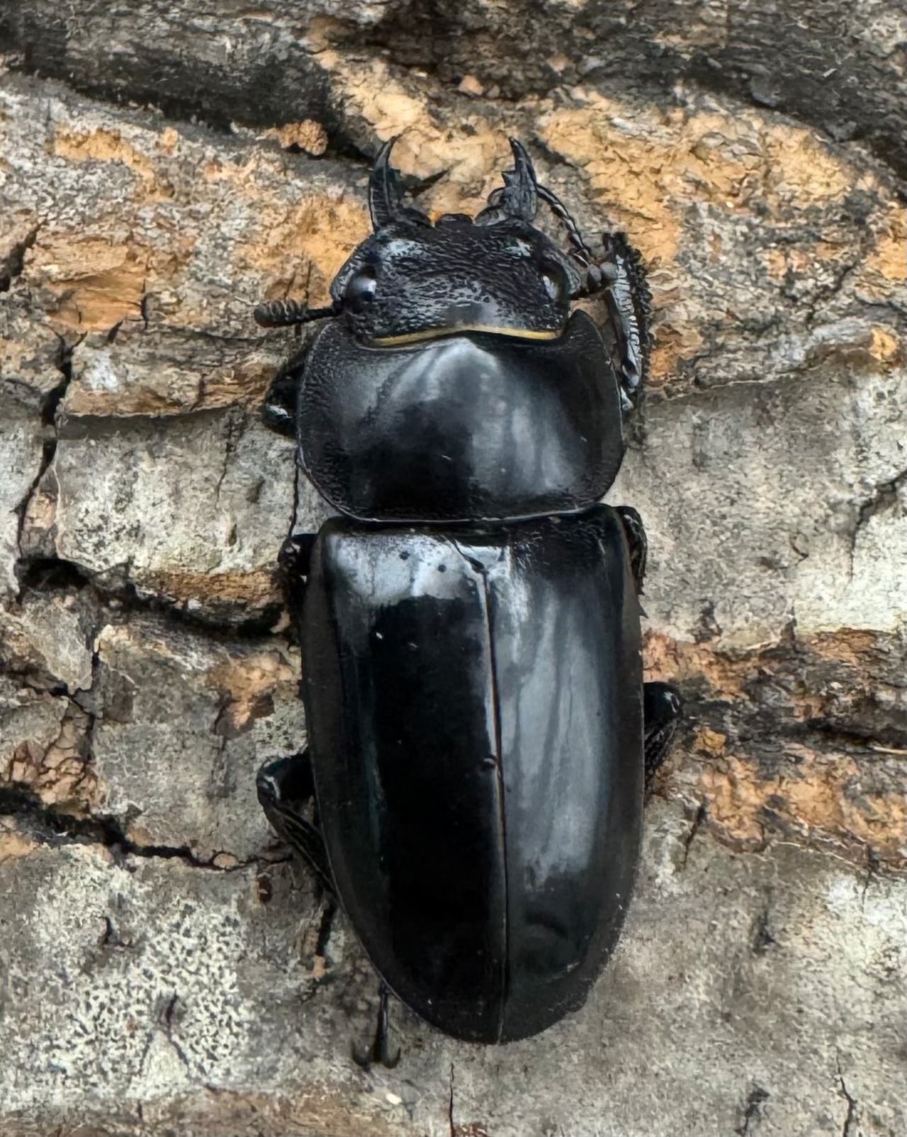 【WD】《ルマウィノコギリ 55.5mm ペア》