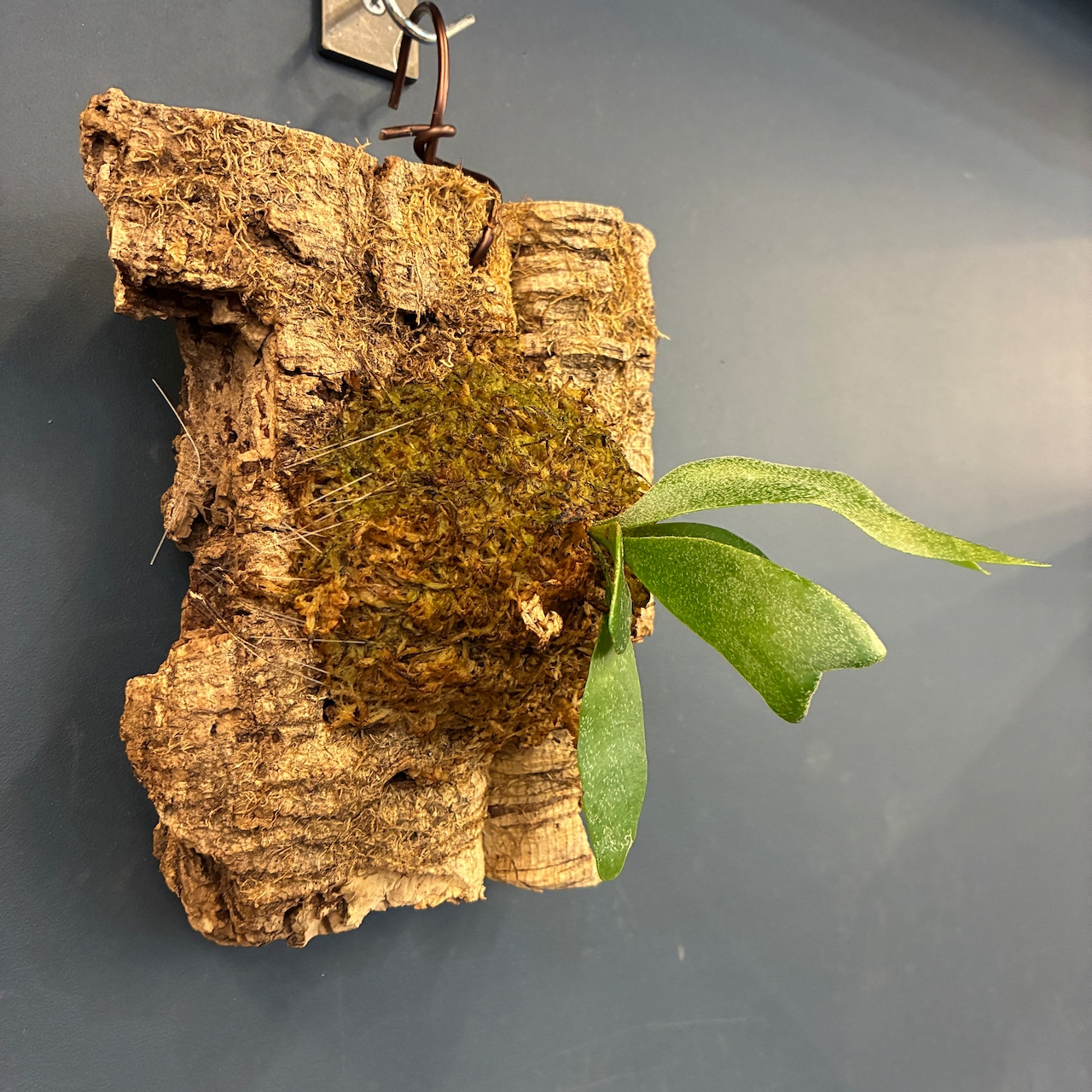 ビカクシダ　Platycerium alcicorne 板付け【620】【再撮影】