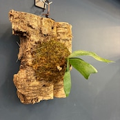 ビカクシダ　Platycerium alcicorne 板付け【620】【再撮影】
