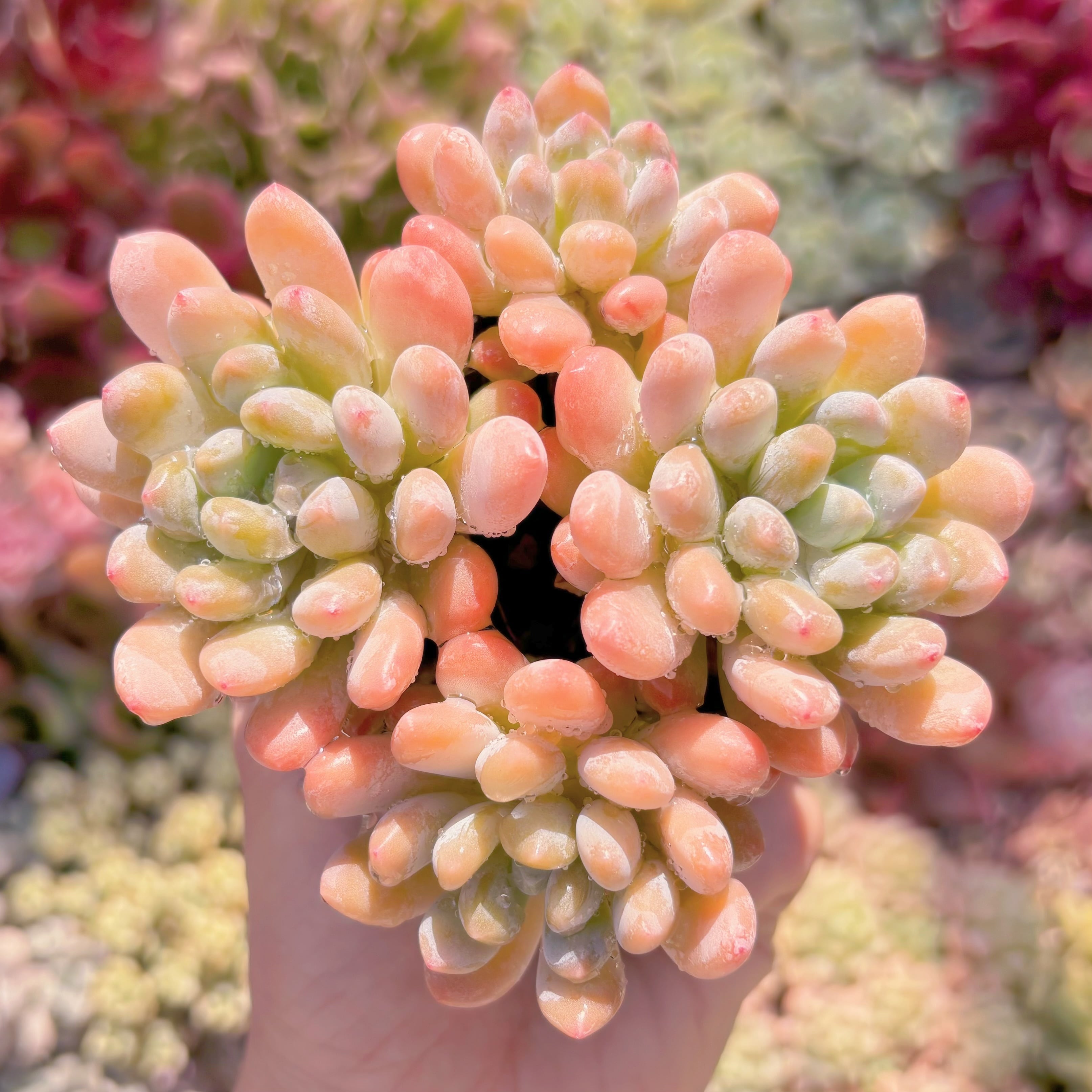 現品　灯美人#246　群生　るる農園