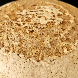 フランス産 グラスフェッド ミモレット 22ヶ月熟成 1kg 業務用｜切りたてハードチーズ French Grassfed Mimolette Cheese 22-Month Aged 1kg | Whole & Bulk