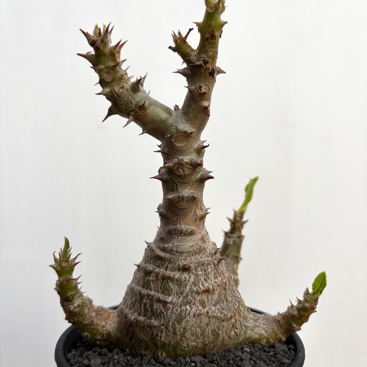 Pachypodium windsorii【パキポディウム・ウィンゾリー】