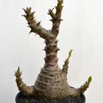 Pachypodium windsorii【パキポディウム・ウィンゾリー】