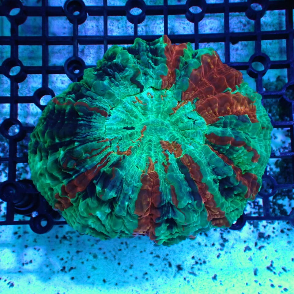 利根川珊瑚店＊ 【超激美】アザミハナガタサンゴ ☆レインボー/※商品