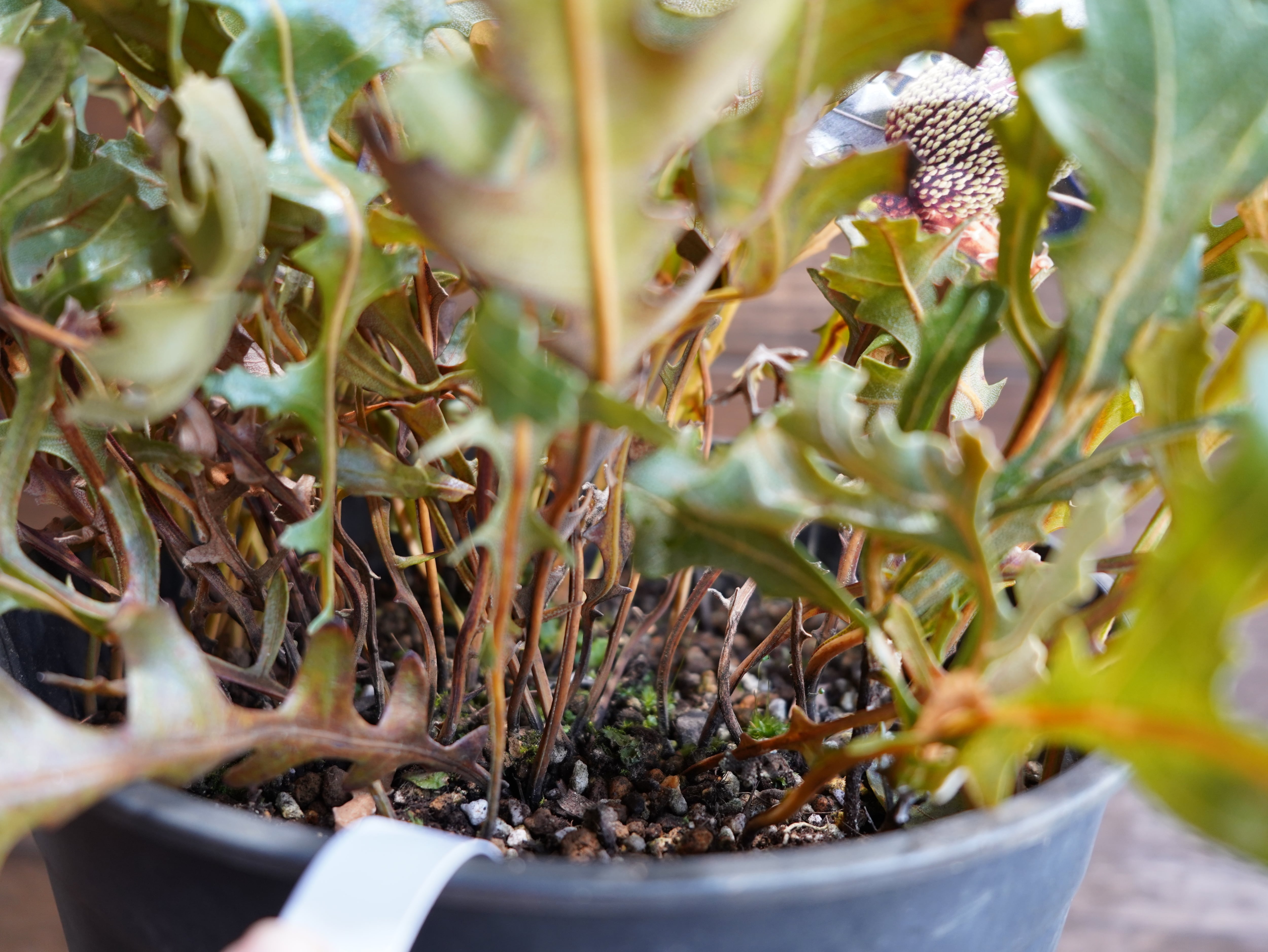 【現物】バンクシア　"レペンス"　A