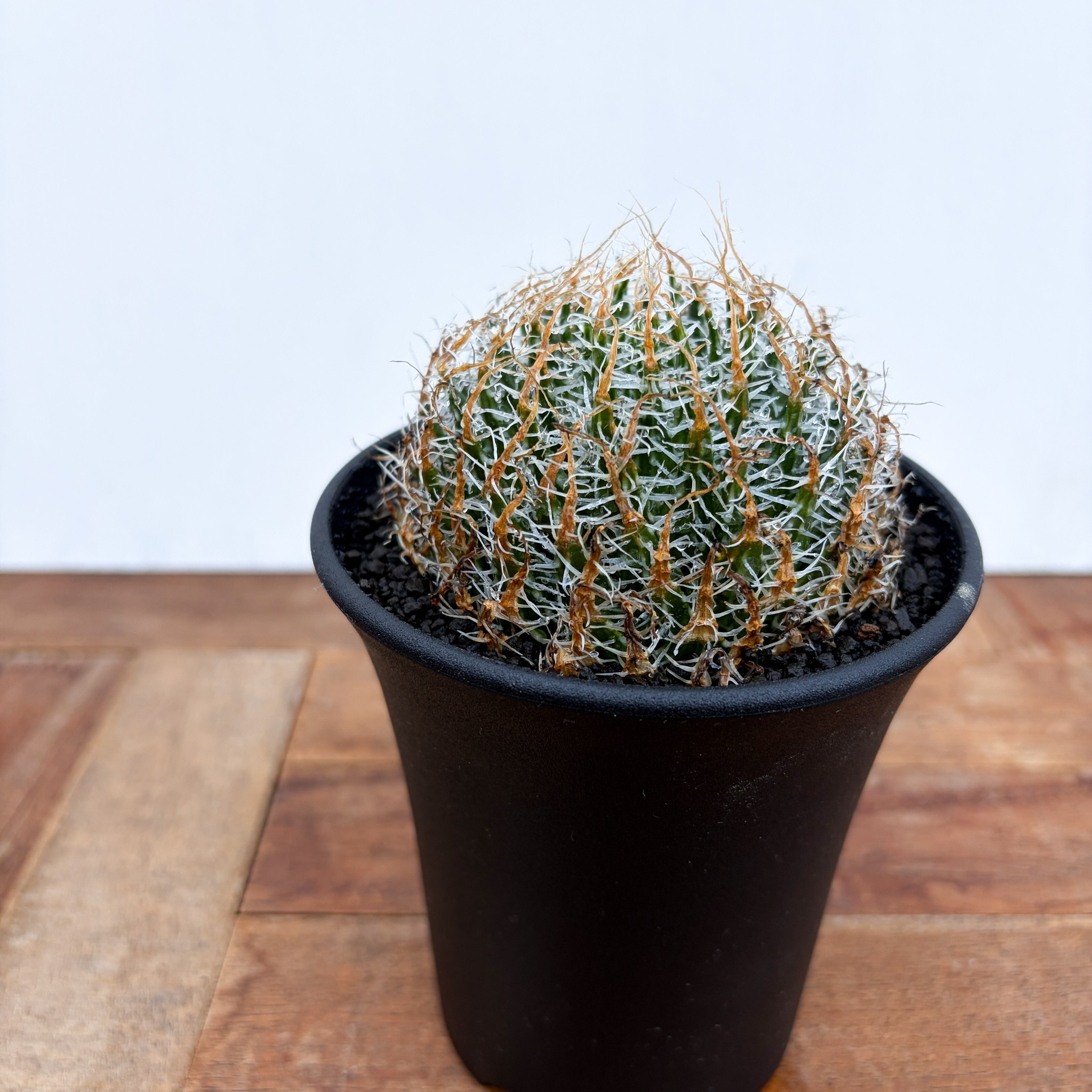 Haworthia gigas【ハオルチア・ギガス】 | RIMO'S GREEN 【Saboten