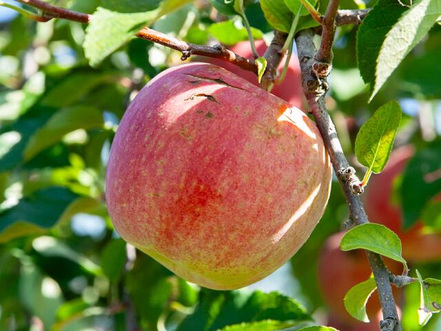 サンふじ ご家庭用 約5kg | 信州中野 荻原農園