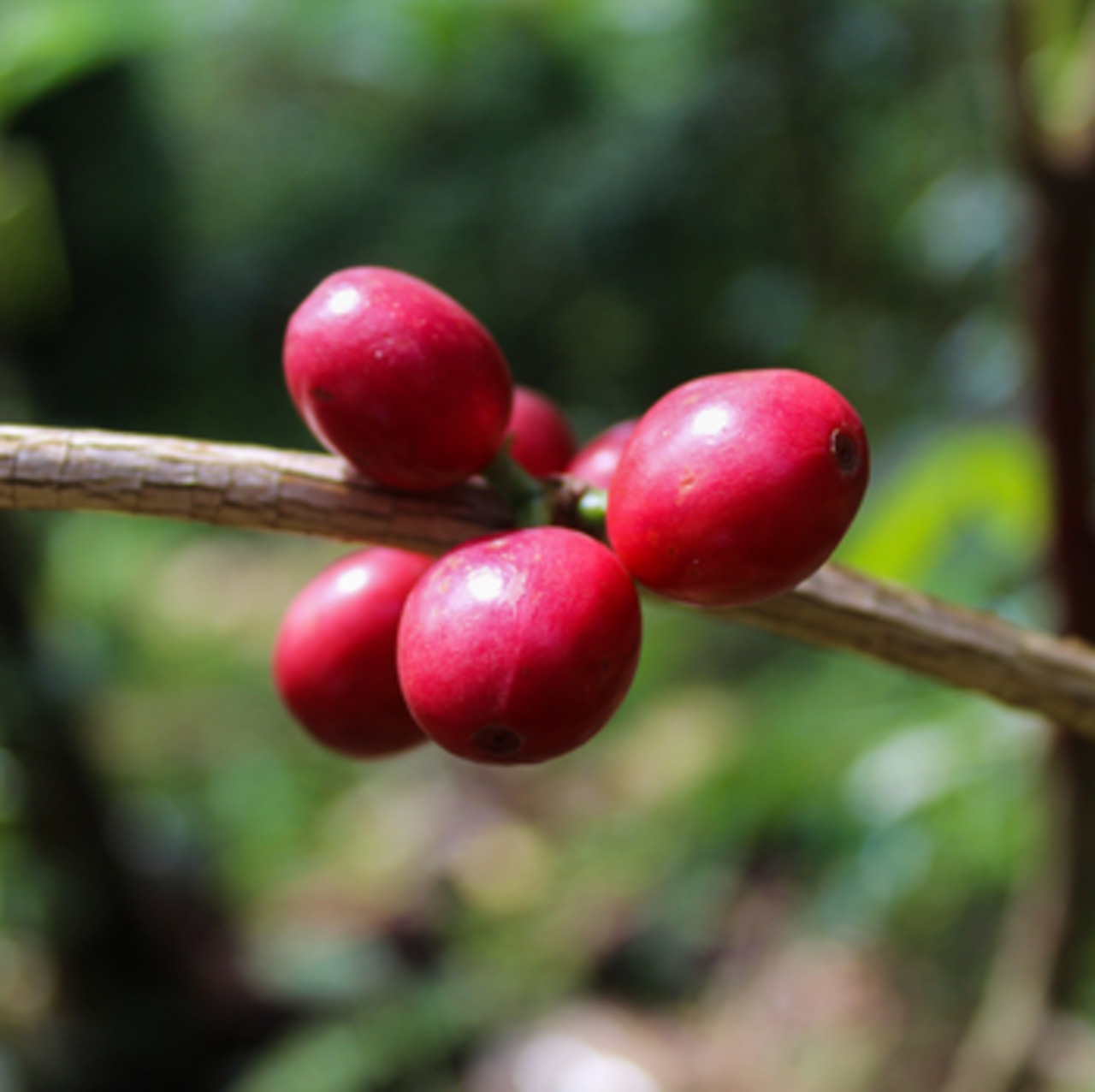 ブラジル トロピカルバイーア ナチュラル【ポスト便】