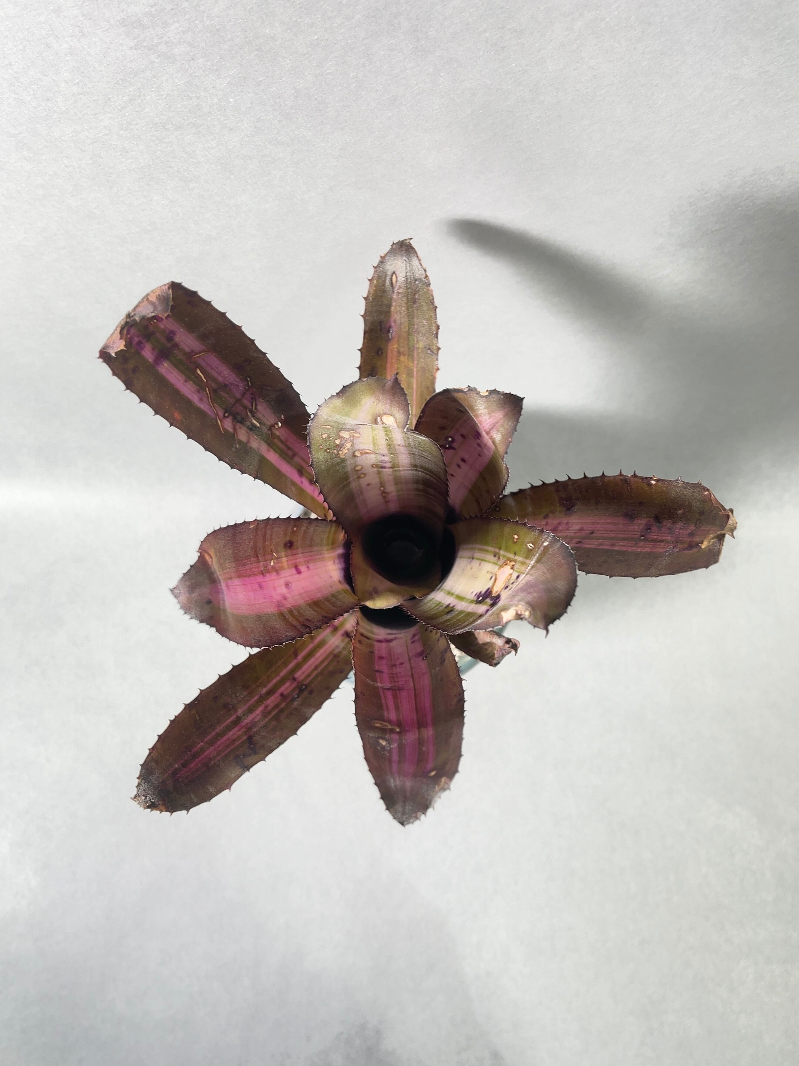 エクメア　ロベルトメネスカル エクメア ロベルトメネスカル | GREEN LUCK