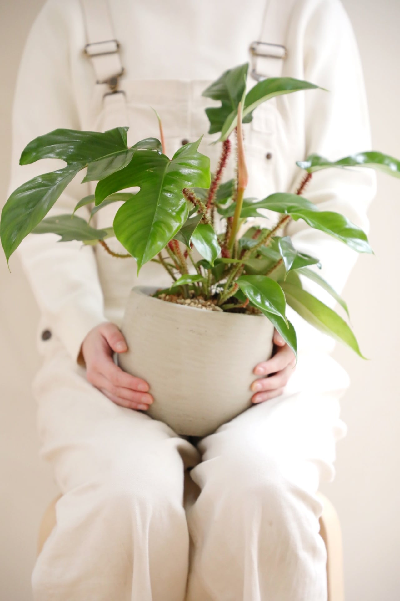 M】フィロデンドロン スクアミフェルム/Philodendron | 【厳選植物・器