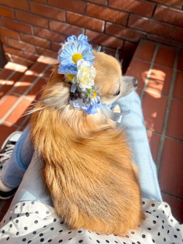 〈 予約アイテム 〉Drops Flora Crown - DAISY ver. Blue