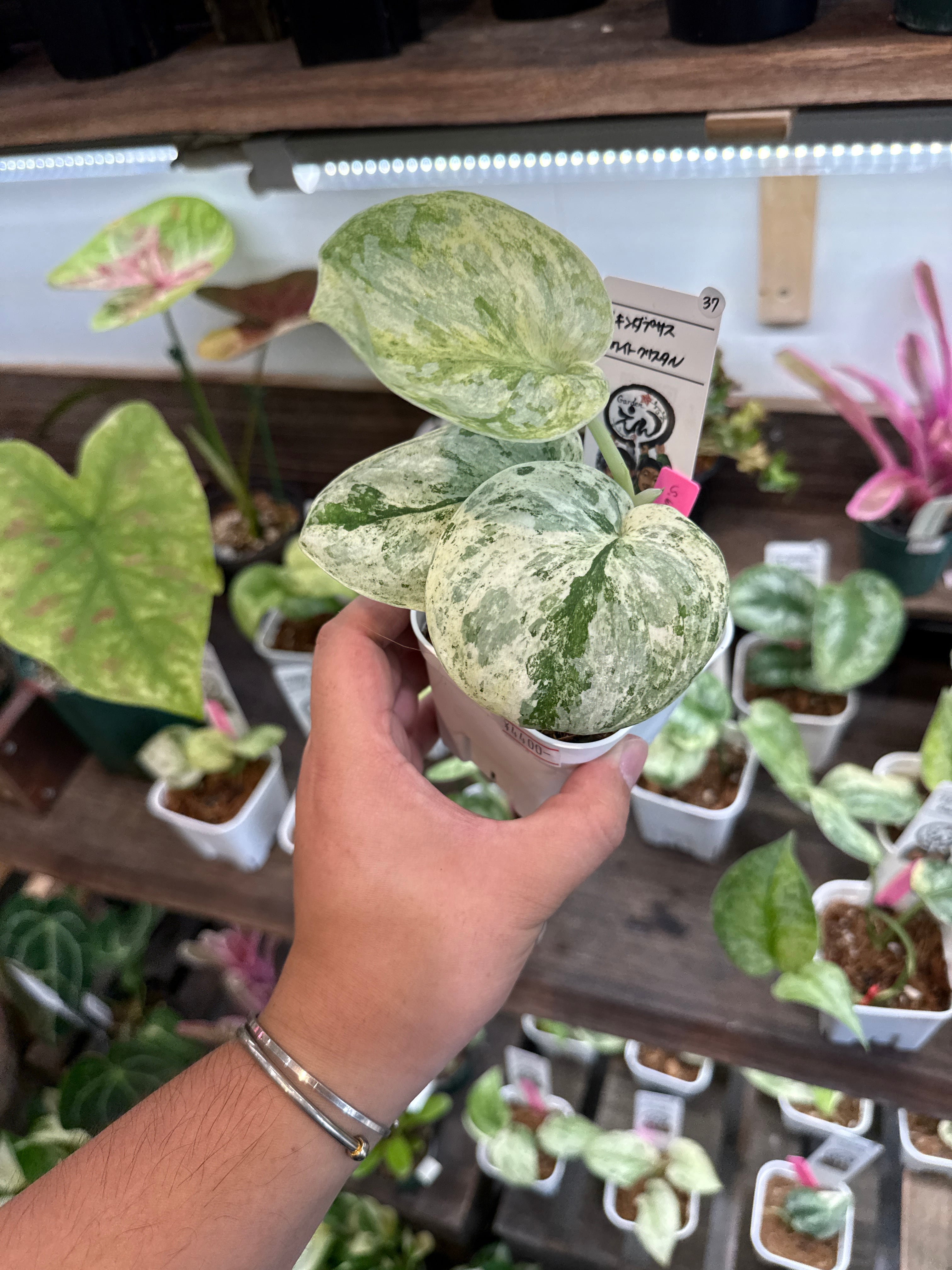 37. スキンダプサス ホワイトクリスタル | Gardenえん 【観葉熱帯植物】