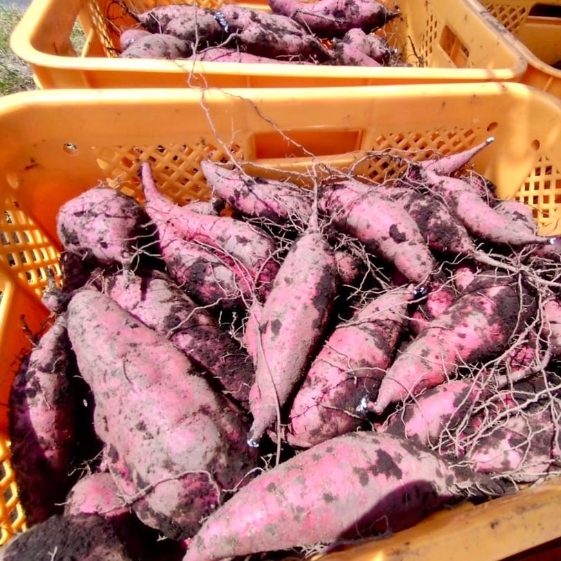 自社農園栽培さつまいも「いも天」冷凍 | 大摩桜(だいまおう) かしわ