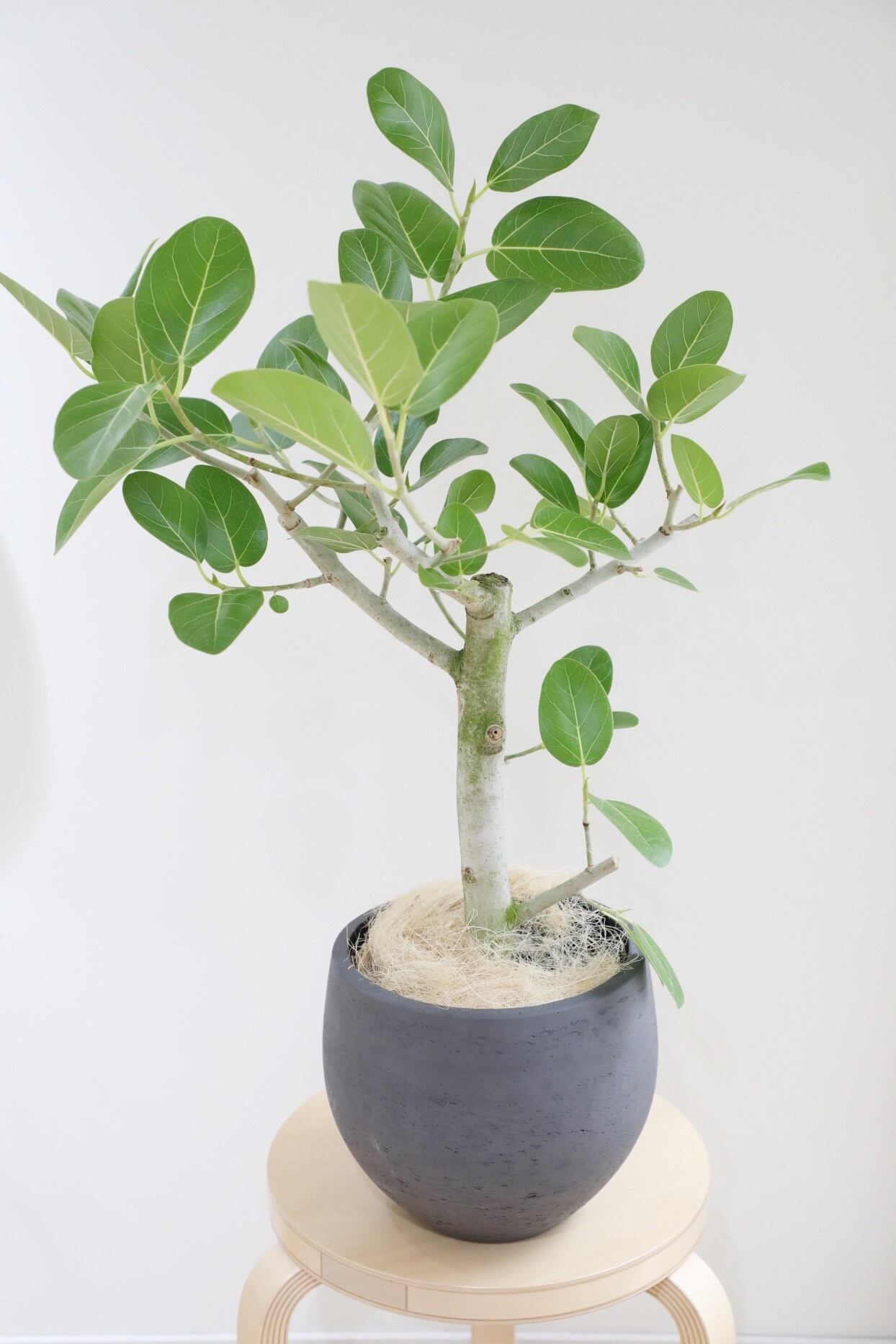 L/84cm】フィカス ベンガレンシス/Ficus benghalensis | 【厳選植物
