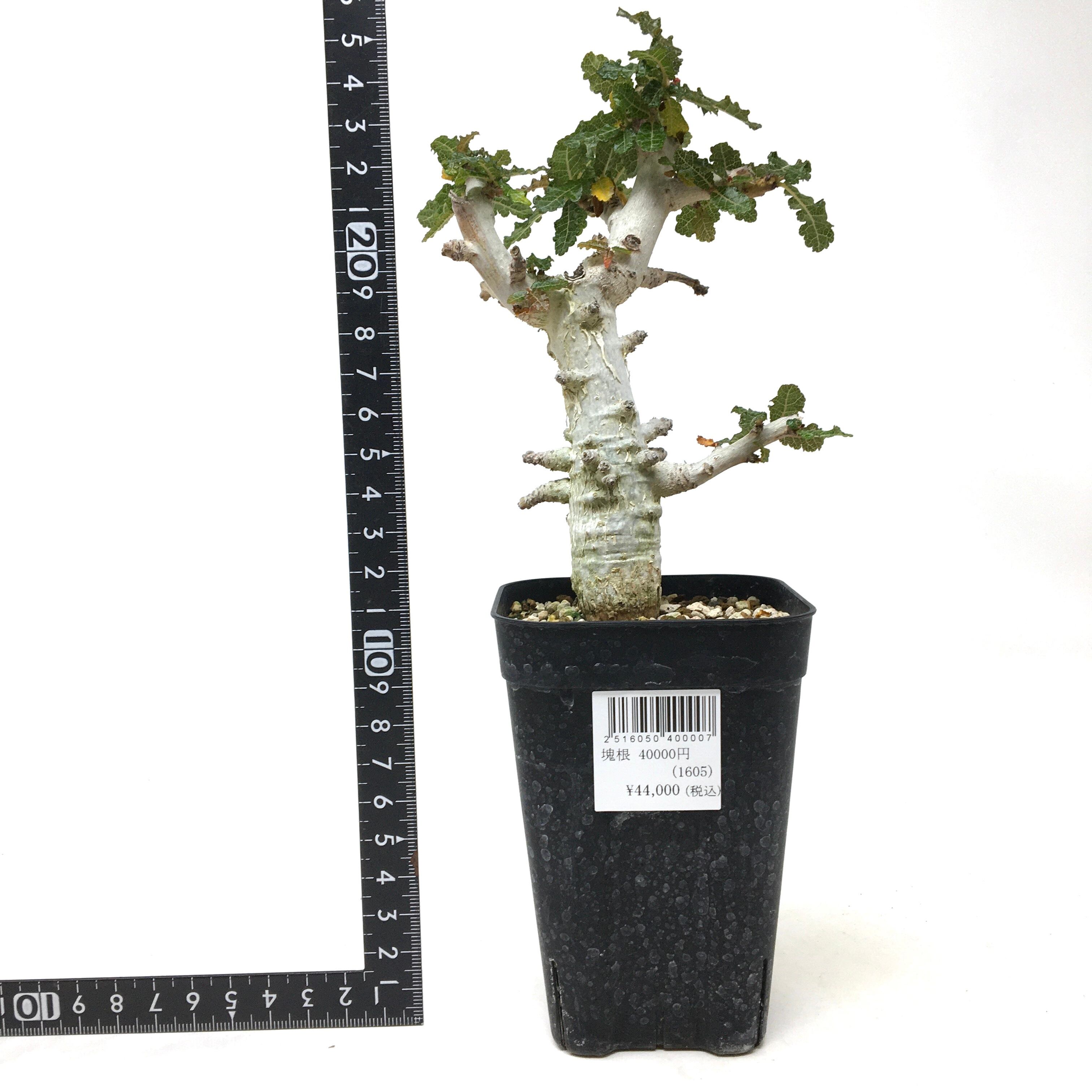 ⑥ ボスウェリア・ナナ☆大株