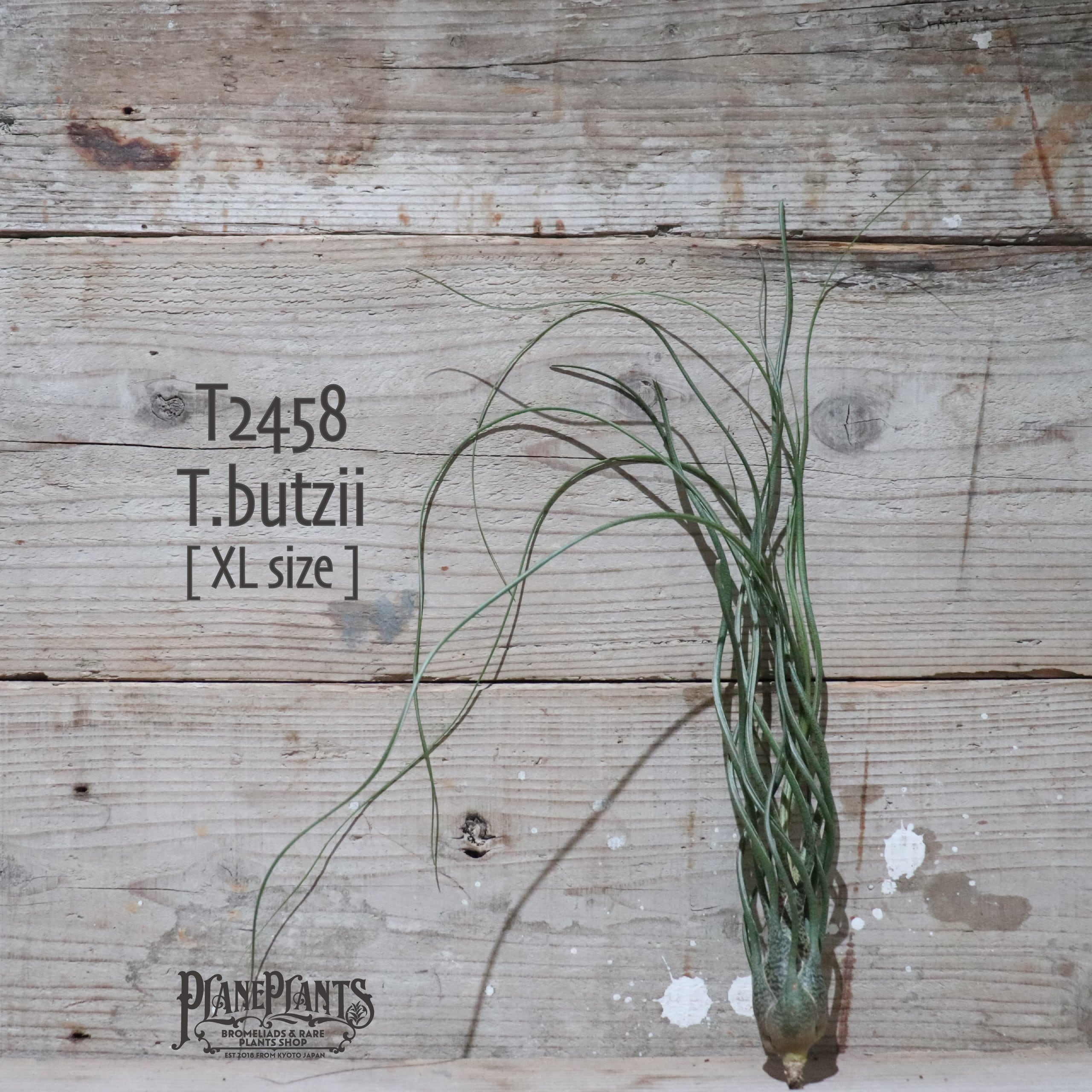 【reserved】butzii XL 〔エアプランツ〕現品発送T2458