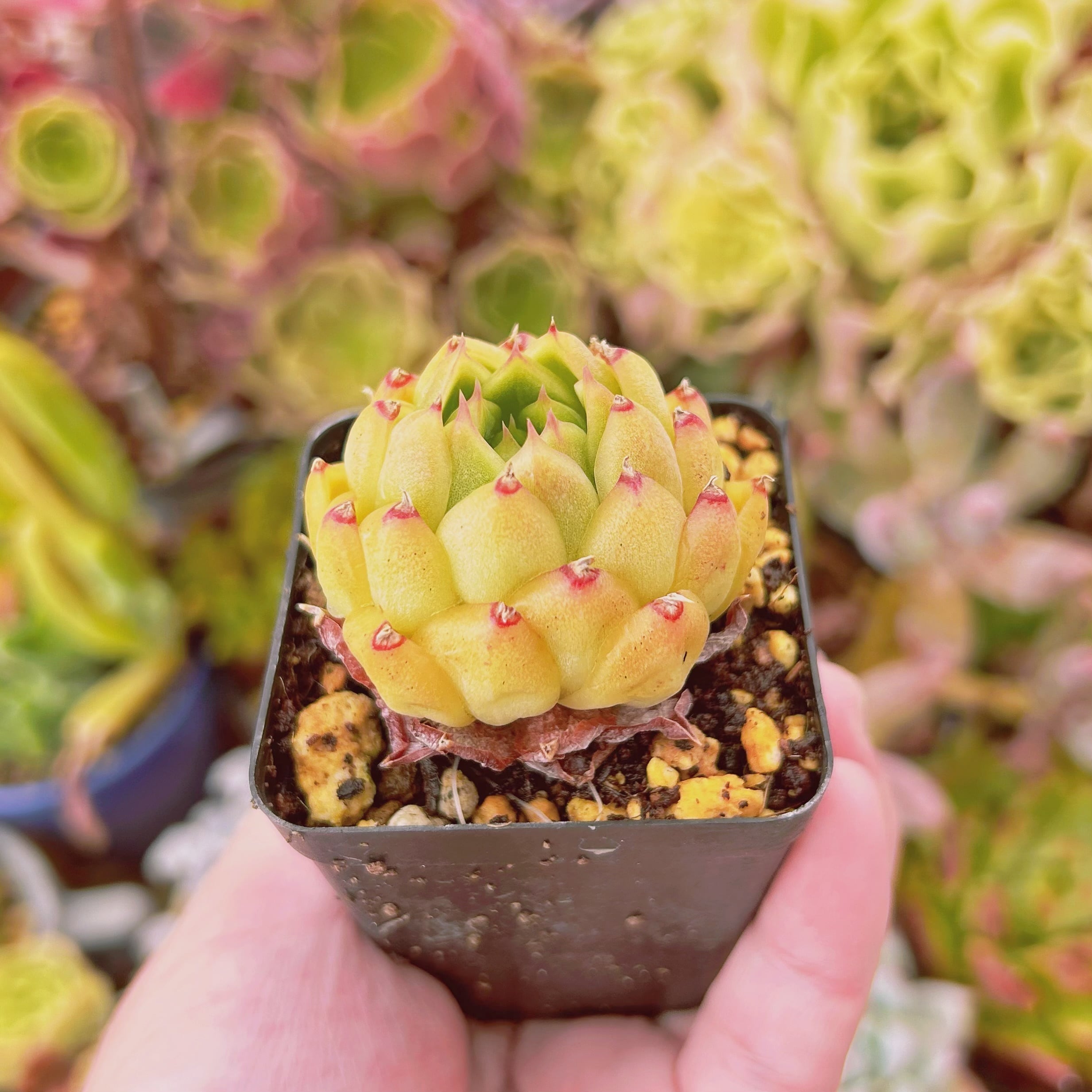 現物 多肉植物 新品種 桃花 | るる農園~多肉植物専門