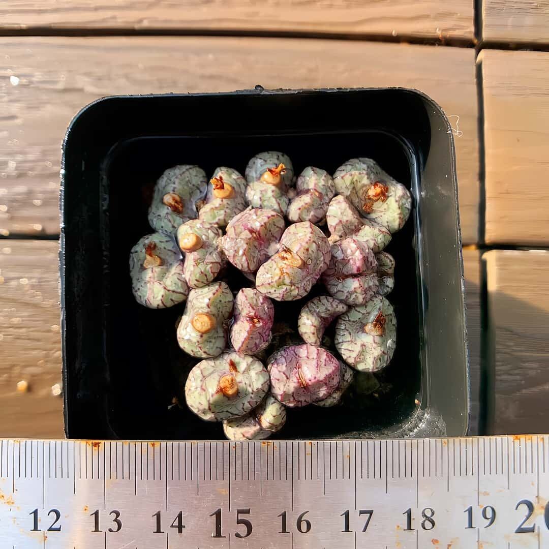 農園直売 多肉植物 寄せ植え エケベリア属 洛神（群）新品種 観葉植物
