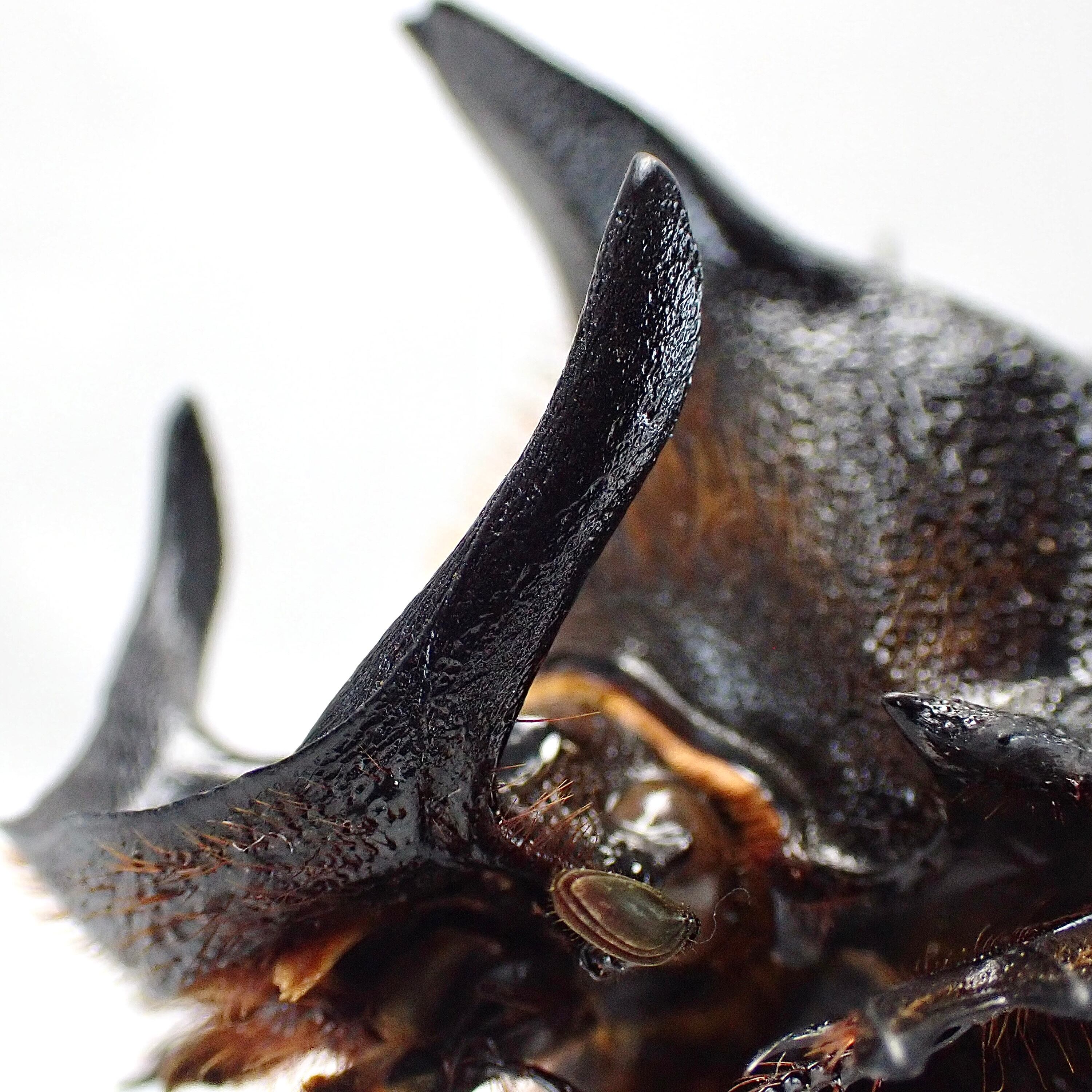 ザンビア産 Heliocopris andersoni ♂♀ 56mm/52mm XXL | 昆虫標本