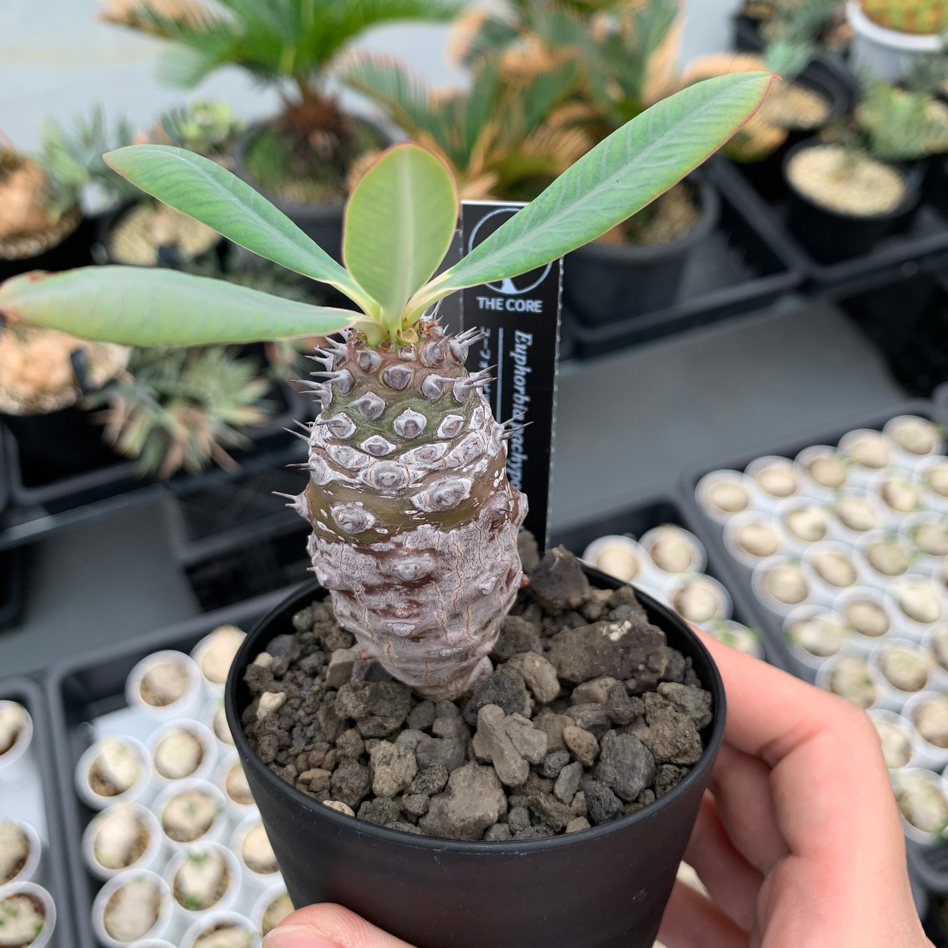 mayacao.plants専用セットパイロットC74 EF+ワンチャエボナイト 植物 | THE CORE