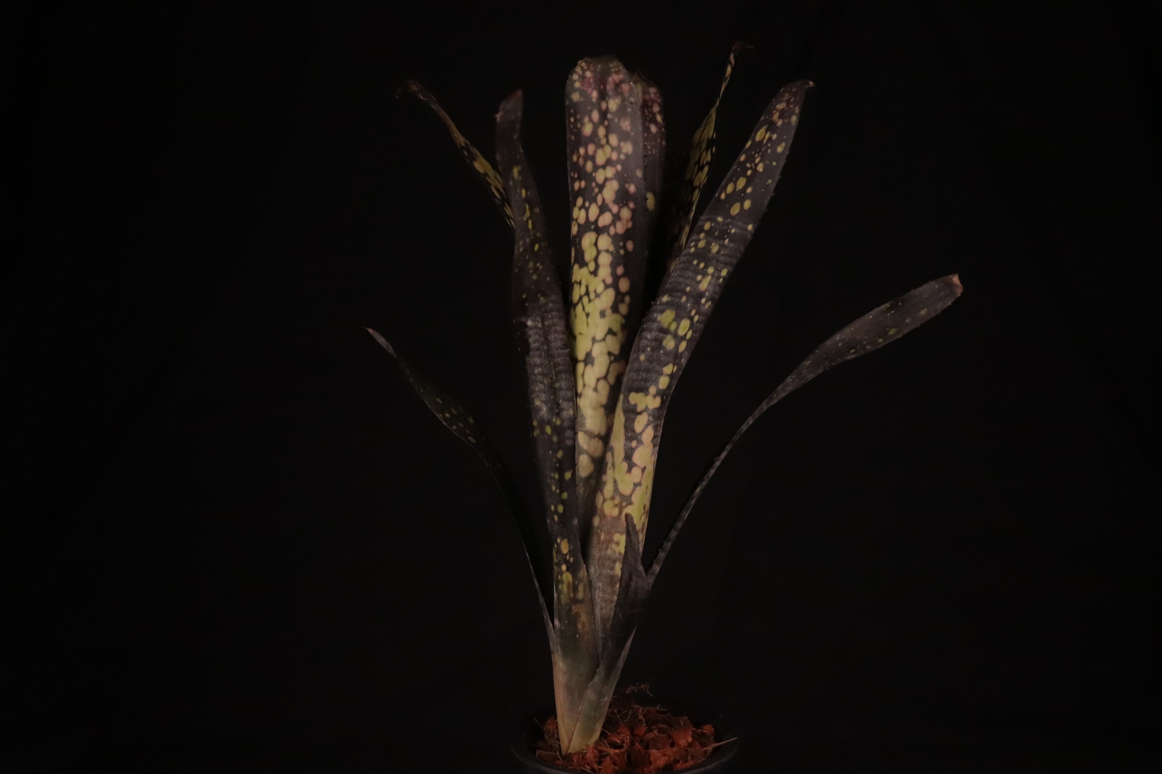 送料無料】 Billbergia 'Black Pearl'〔ビルベルギア〕現品発送B0104