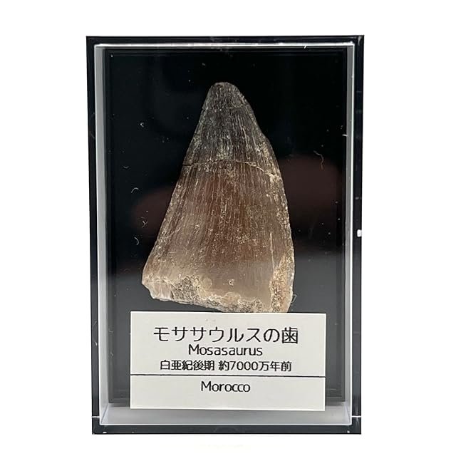 7mm】南アフリカのアシナガコガネ 標本 プラチナコガネ ウグイスコガネ