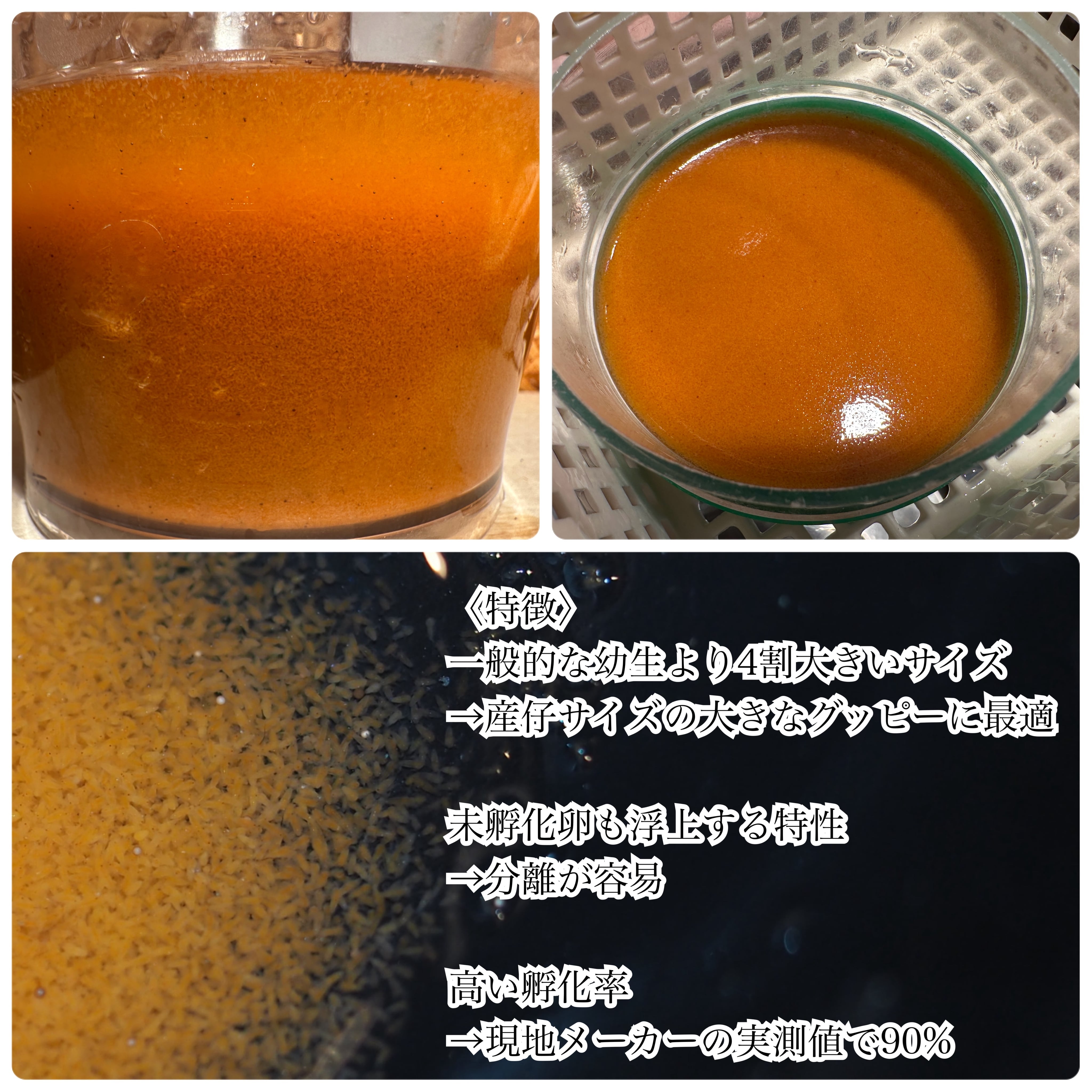 不沈性ブラインシュリンプエッグ 50グラム (送料無料) | 伊豆グッピー