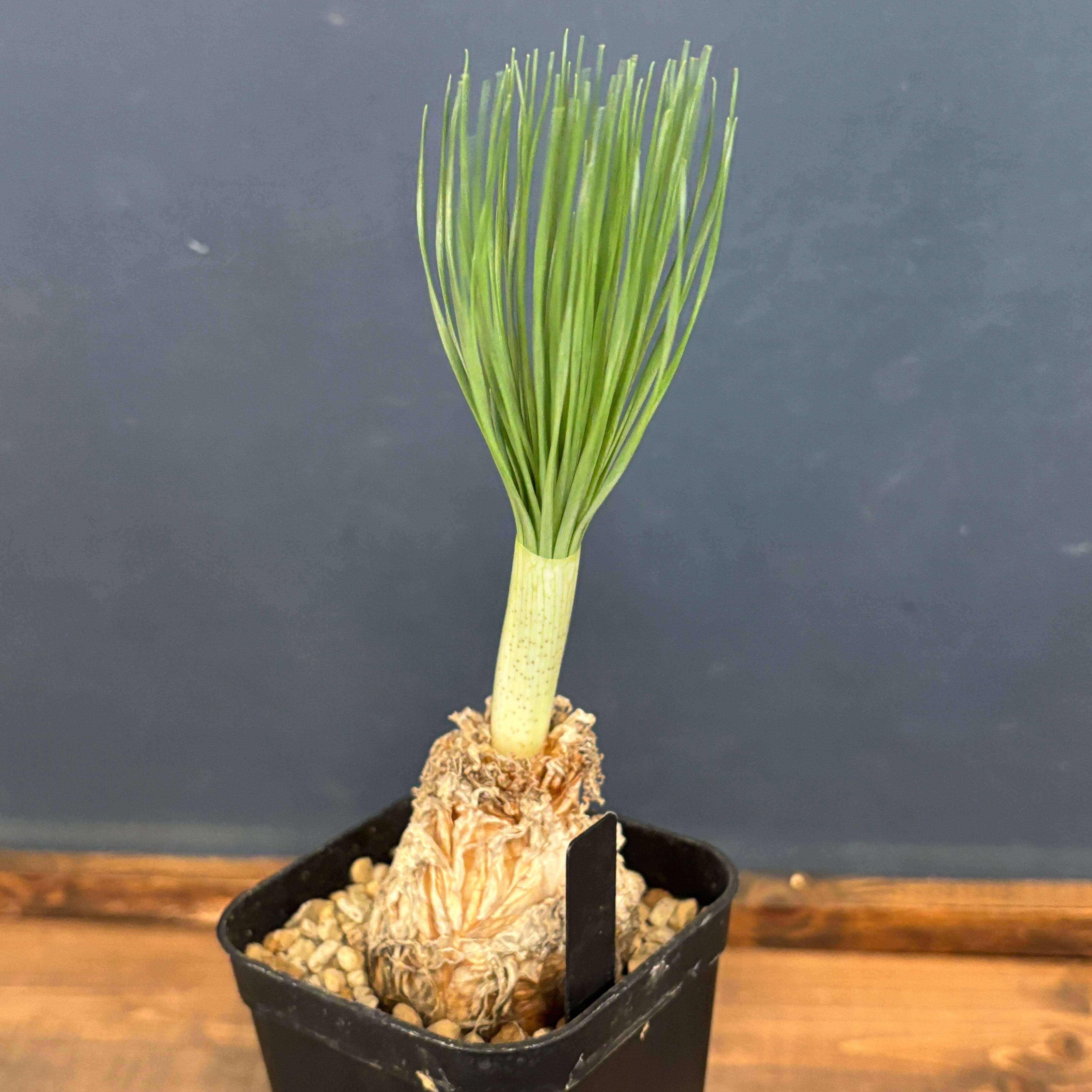 ゲチリス グランディフローラ【180】 | PROTOLEAF プロトリーフ