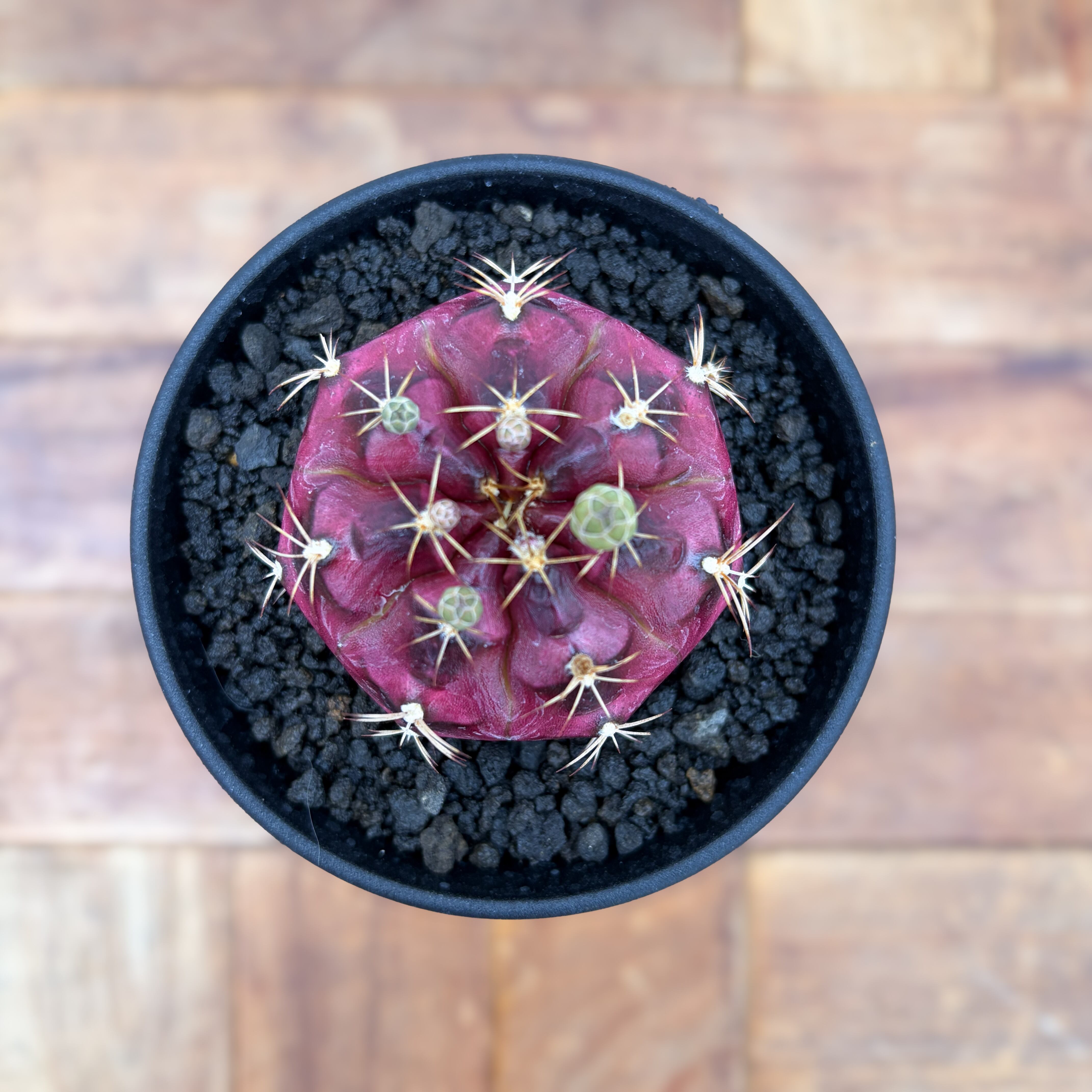 Gymnocalycium hybopleurum v. ferocior【ギムノカリキウム・フェロ