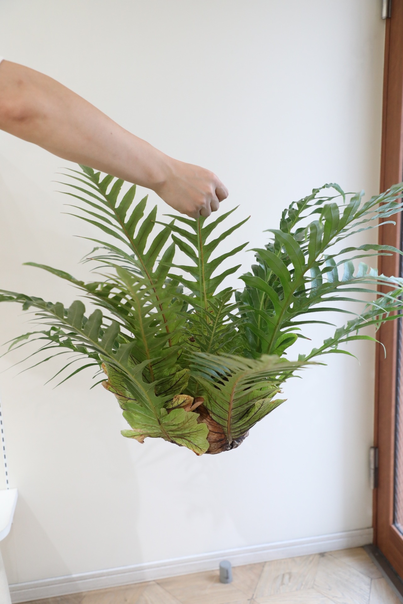 【L】アグラオモルファ コロナンス 苔玉　※ハンギング付き