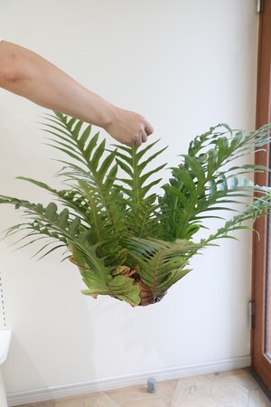 【L】アグラオモルファ コロナンス 苔玉　※ハンギング付き