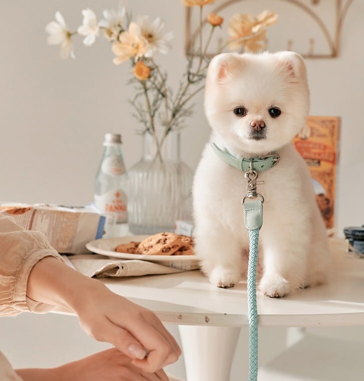 予約【stroll】Rope Collar (Mint)