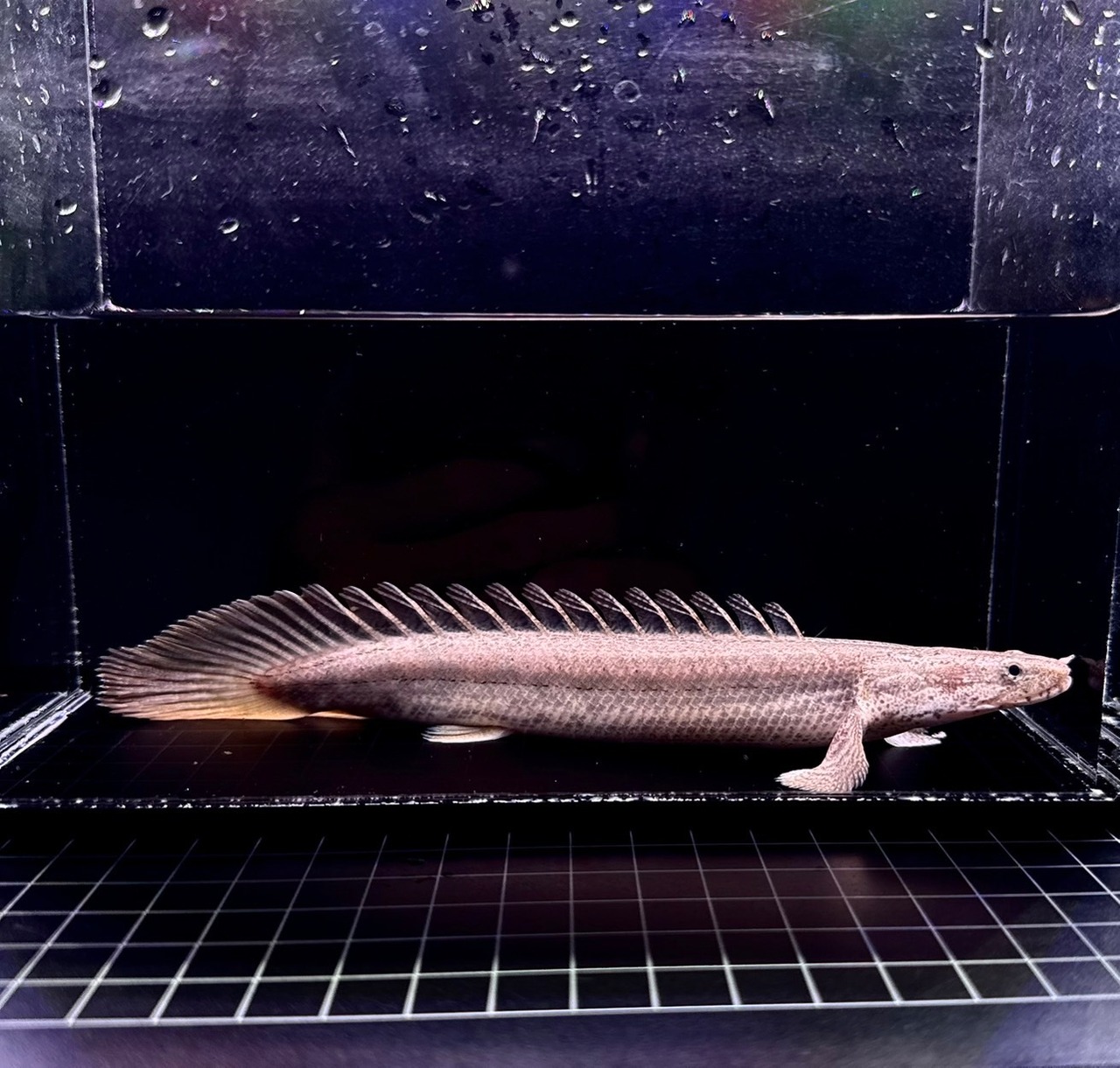 トゥルカナ・ビキールビキール・ワイルドF1❶ - 1