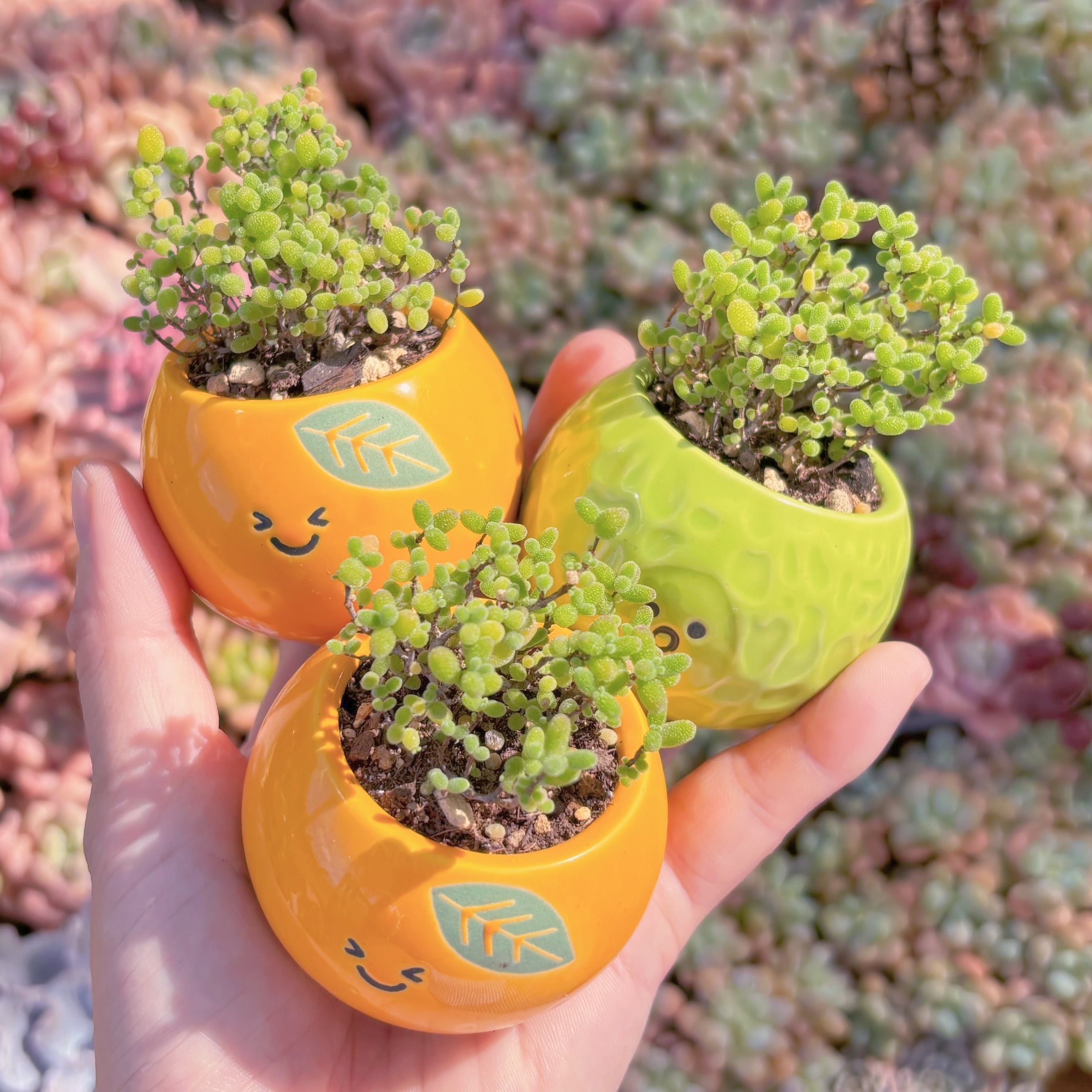 多肉植物　ドロサンテマム　蜜橘糖球(S)　新入荷　るる農園