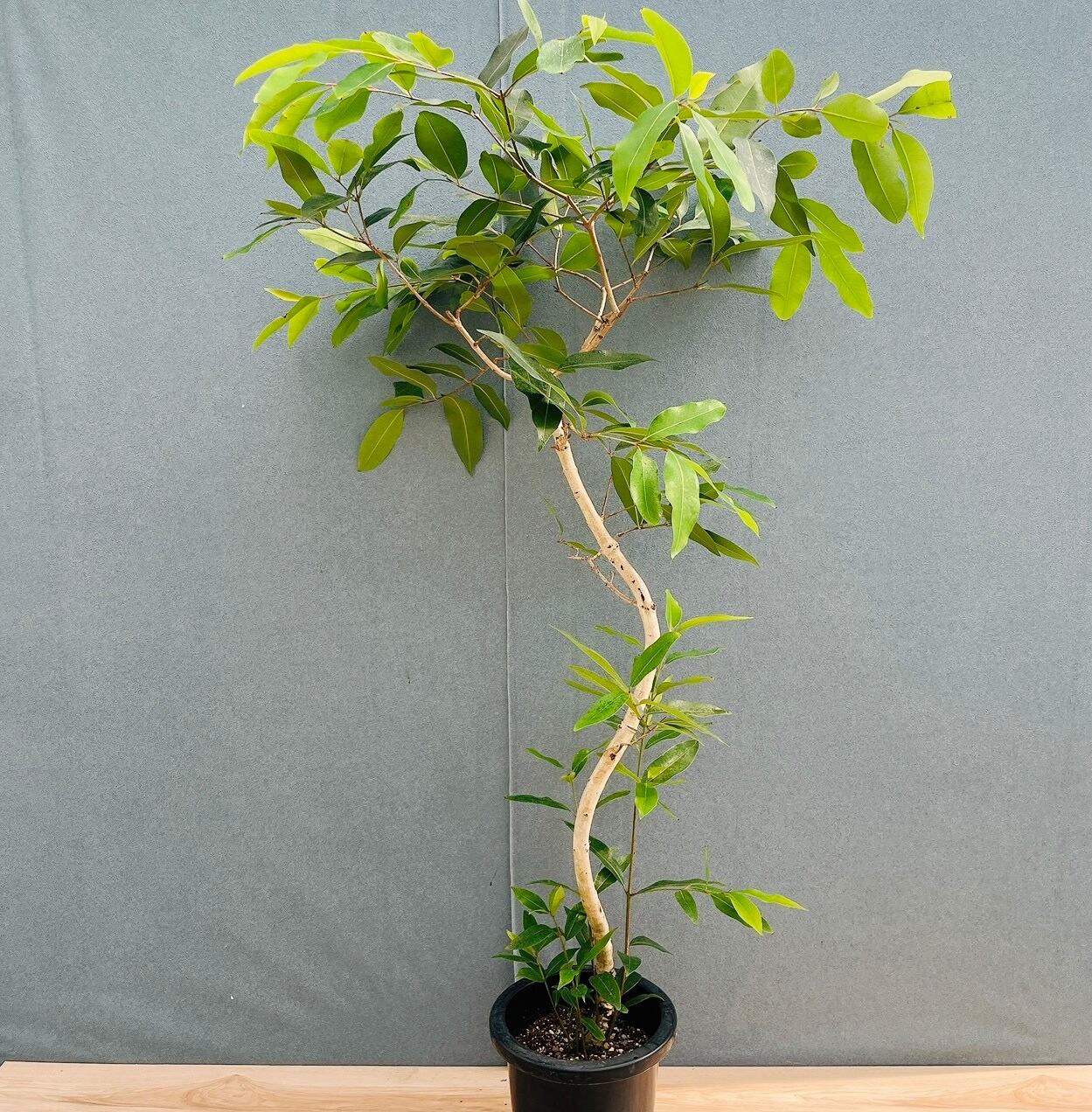 現品］【珍しい】8番 アマゾンオリーブ 8号 観葉植物 大型 室内 レア