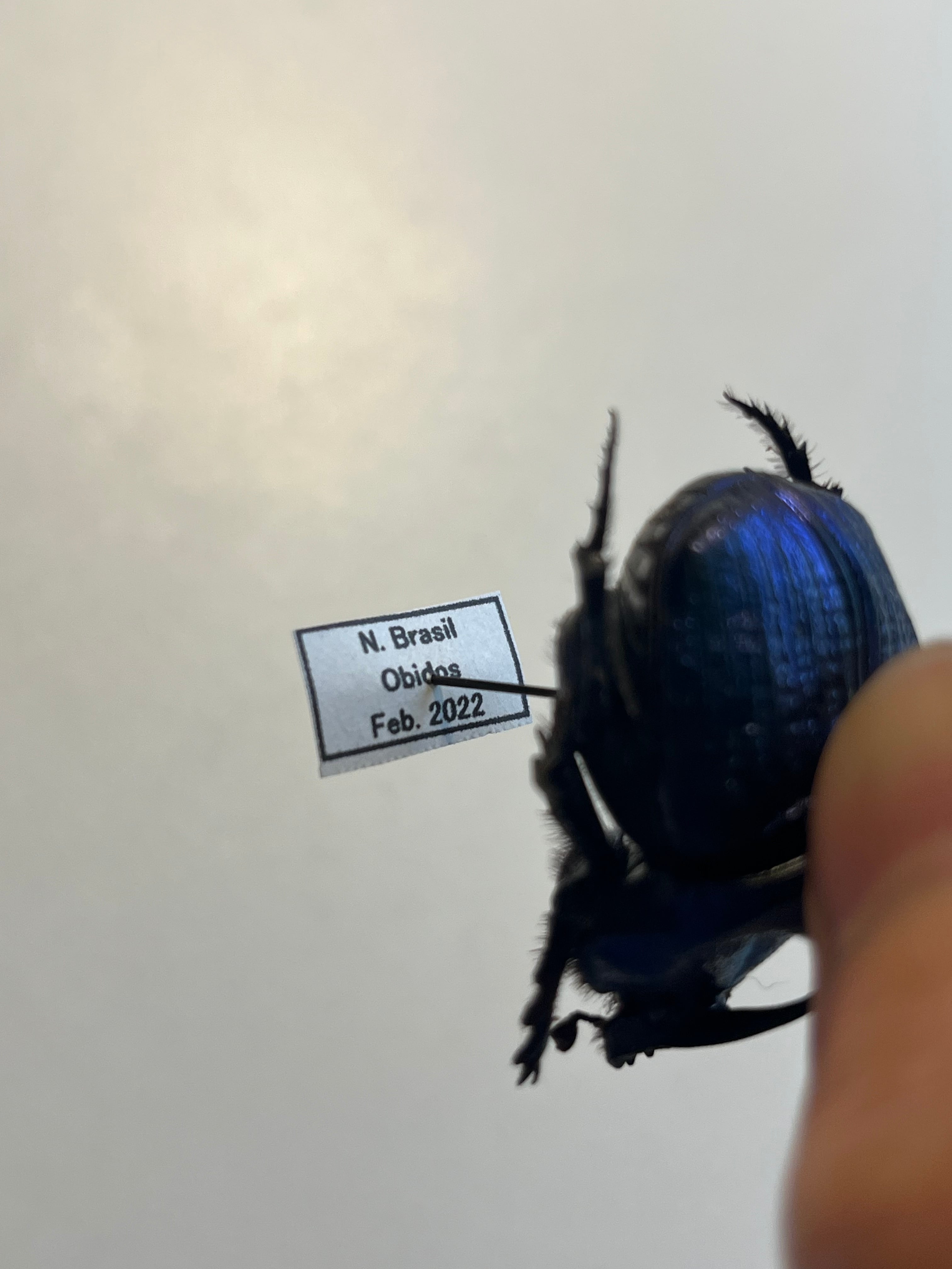 36mm♀】ランキフェルオオニジダイコクコガネ ランキフェール昆虫標本