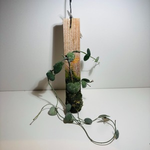 ③ディスキディア・プラティフィラ　Dischidia platyphylla