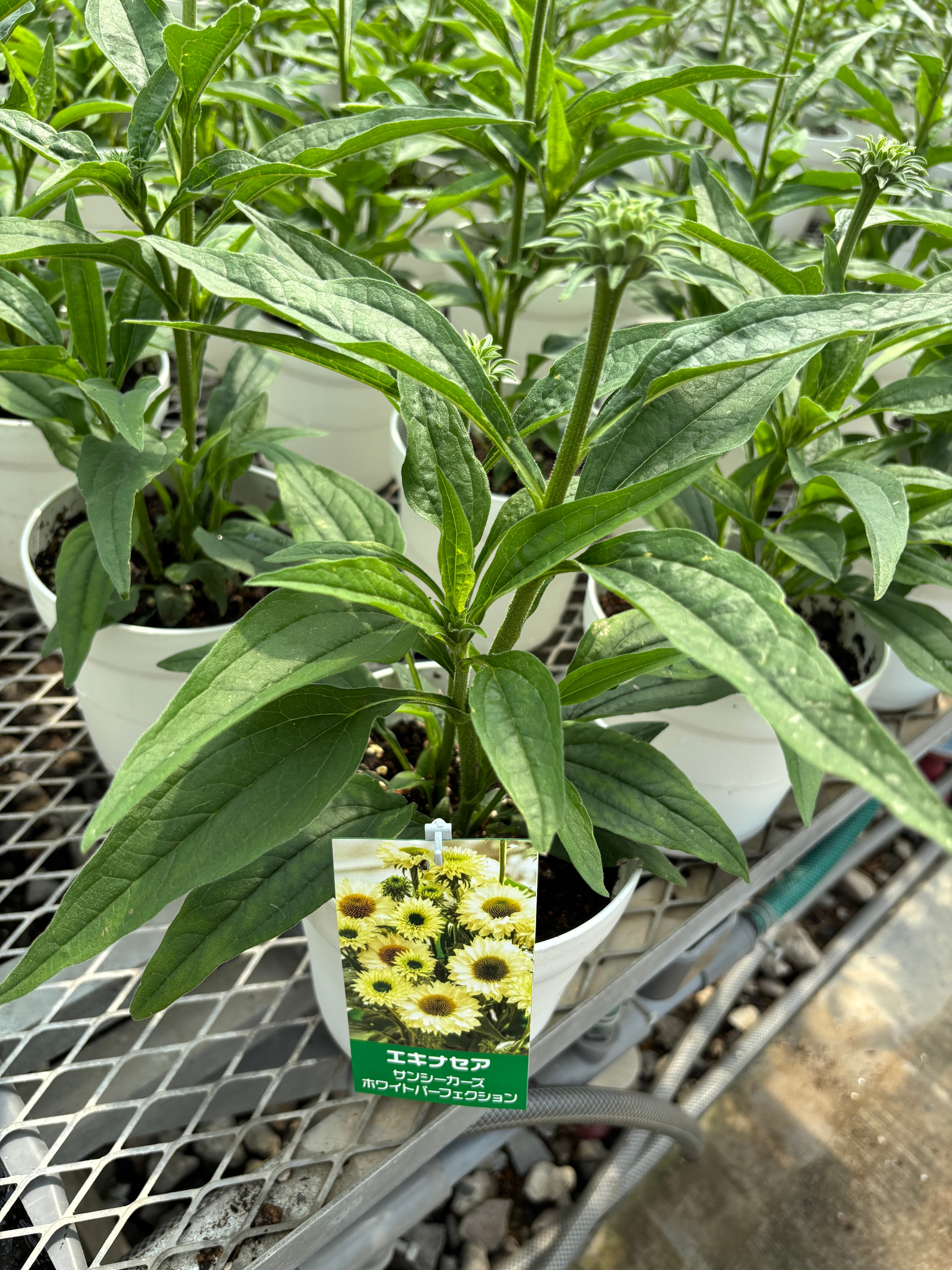 再販☆エキナセア5寸 サンシーカーズホワイトパーフェクション | flowerbiz