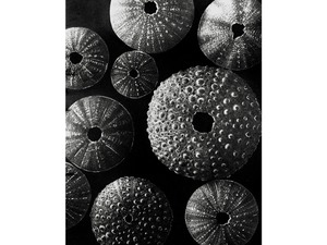 Sea urchin shells