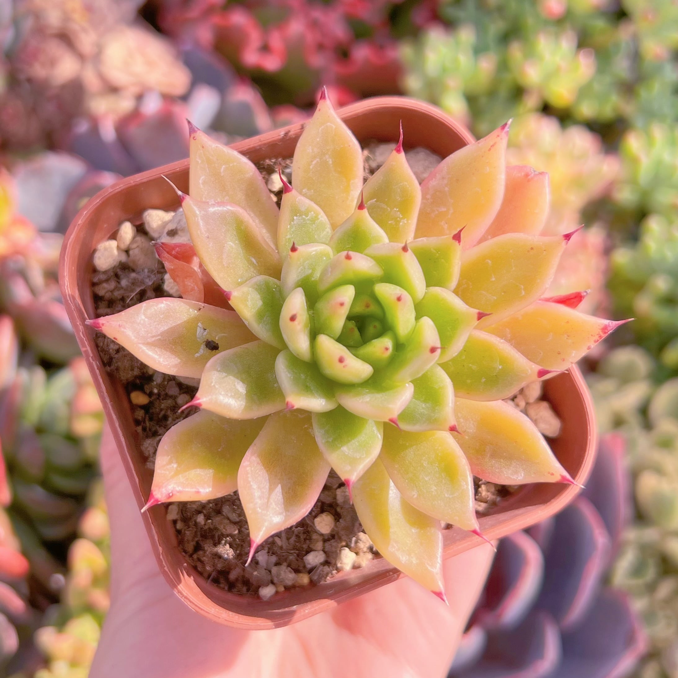 現品　ハロウィン#F012　るる農園