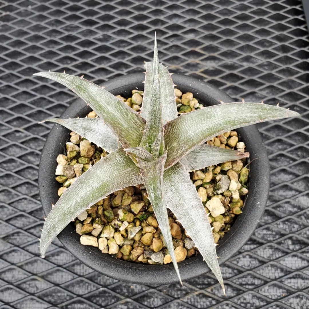 名前（園芸品種名）付き | レアプランツ通販サイトPlants Maniax