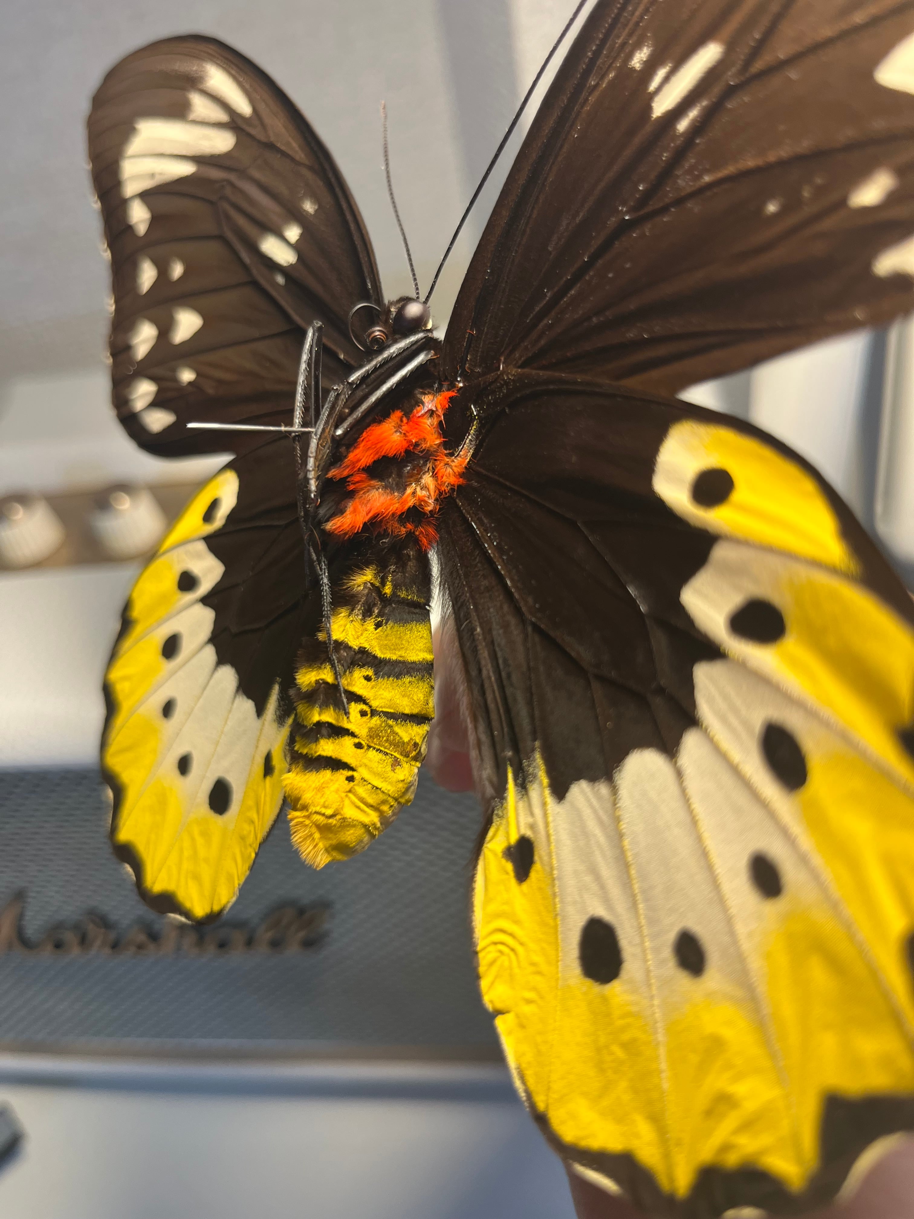 蝶最大級】ゴライアストリバネアゲハ 外国産蝶標本 蝶 標本 メガネ